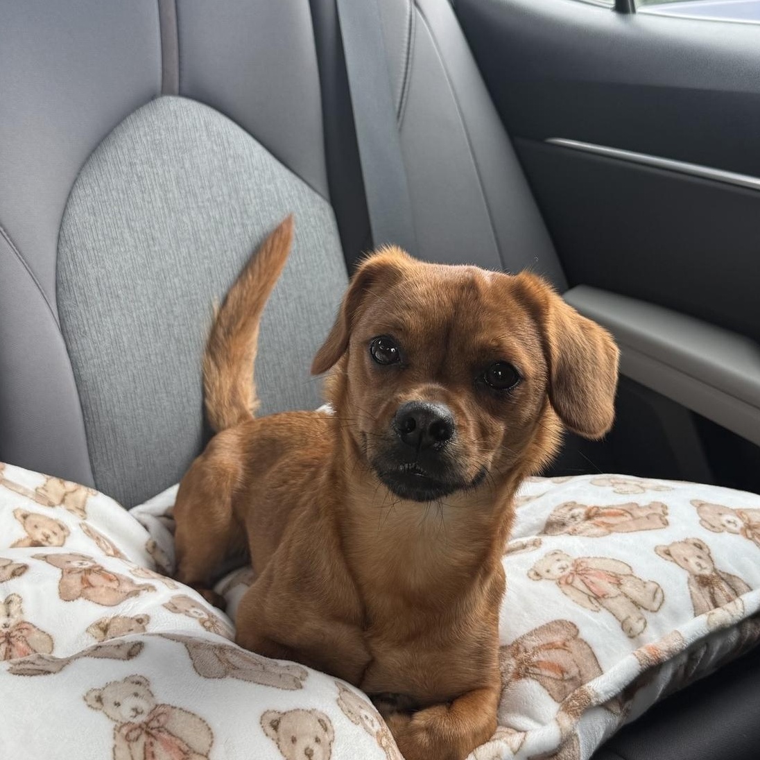 Enlarge Cara -- Courtesy Post, a Adopted mixed breed in Frederick, MD image 6/6