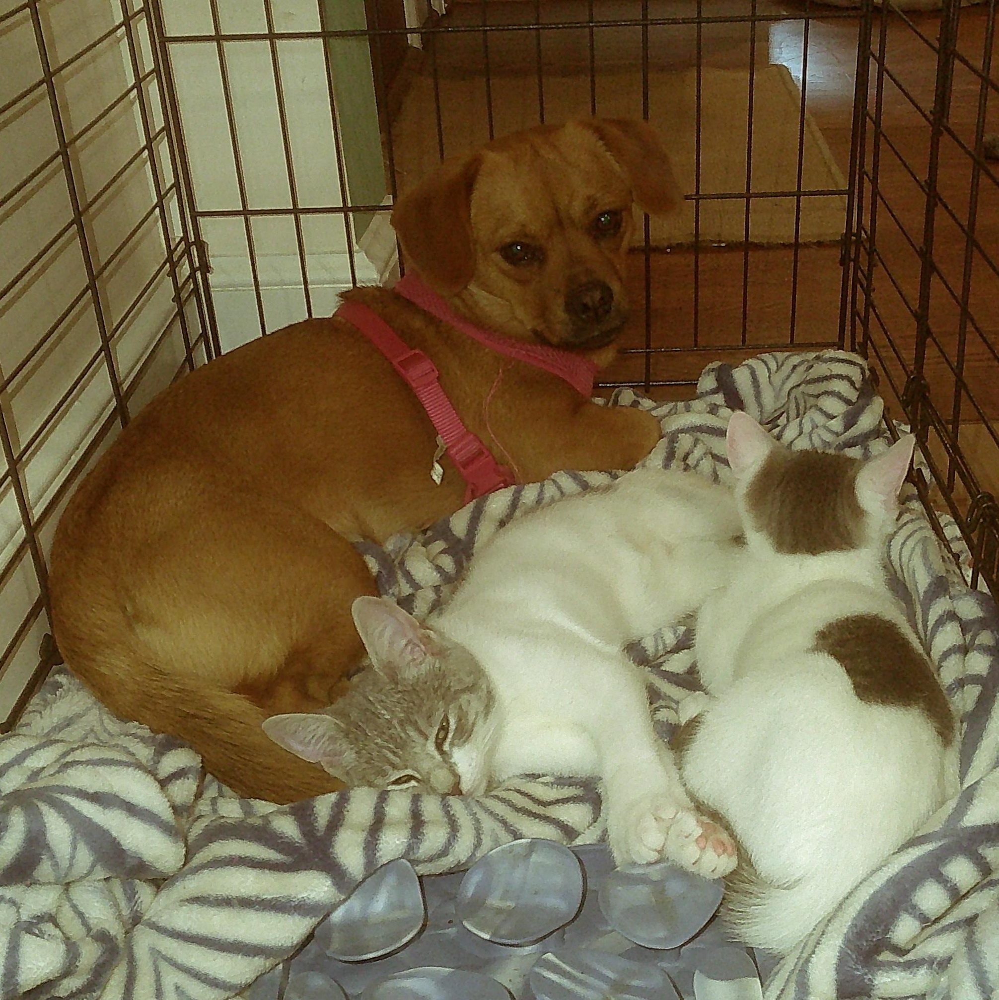 Enlarge Cara -- Courtesy Post, a ADOPTABLE mixed breed in Frederick, MD image 5/6