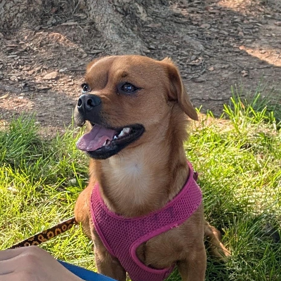 Enlarge Cara -- Courtesy Post, a ADOPTABLE mixed breed in Frederick, MD image 4/6