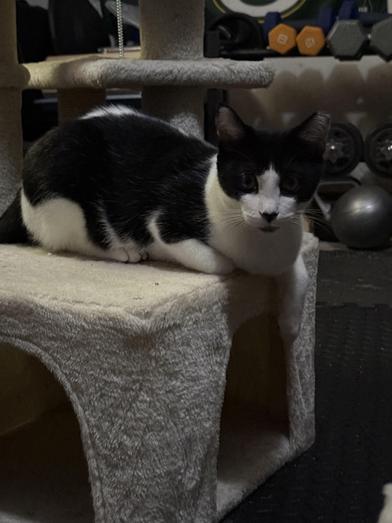 Enlarge Patience, a Adoptable Domestic Short Hair in GROVE CITY , PA image 6/6