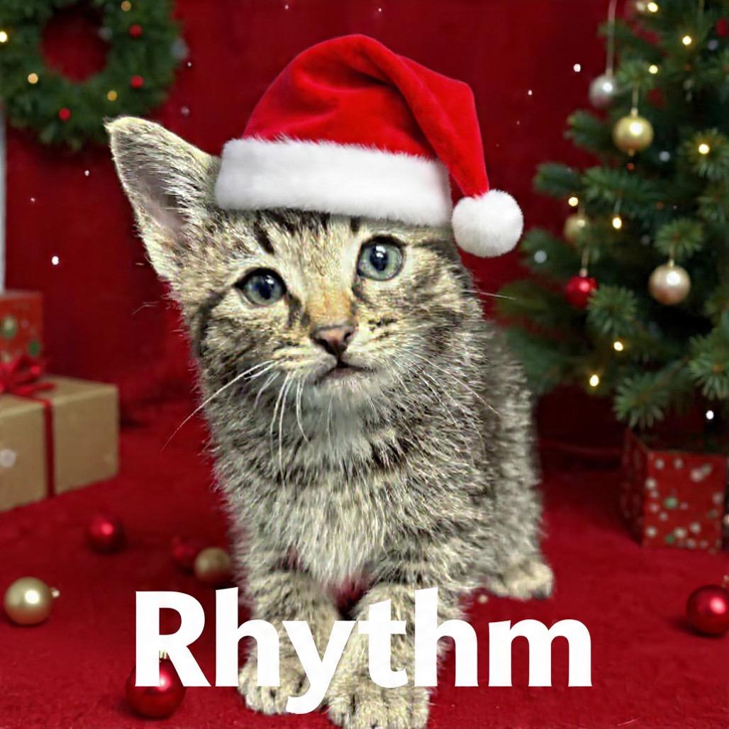 Rhythm, Adoptable, Kitten Male Domestic Short Hair.