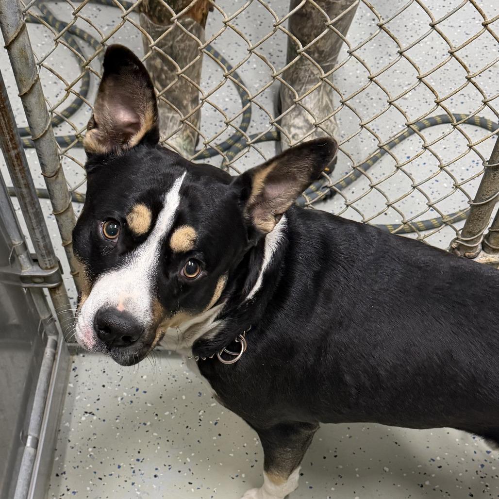 Rambler aka Bully, Adoptable, Adult Male Terrier & American Bulldog.