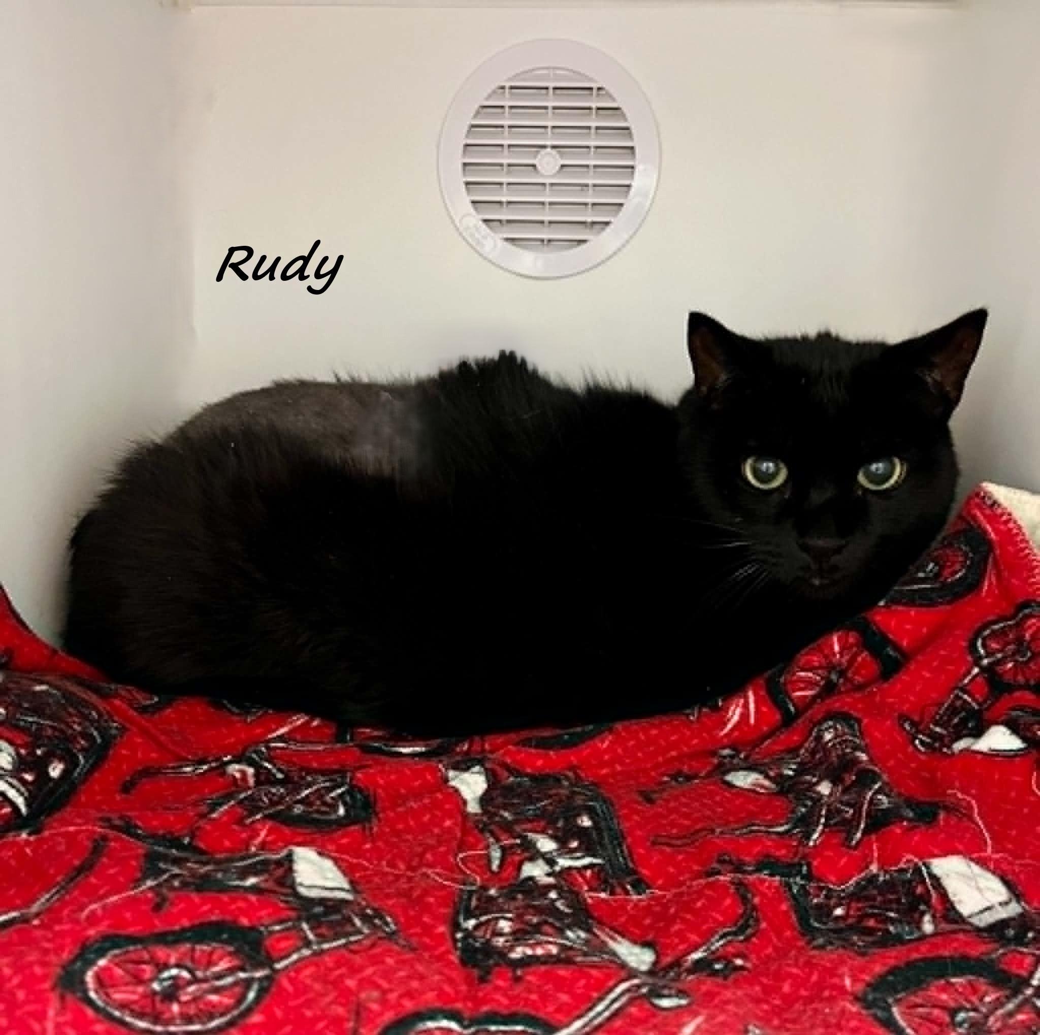 Enlarge Rudy, a ADOPTABLE Domestic Short Hair in Flint, MI image 1/1
