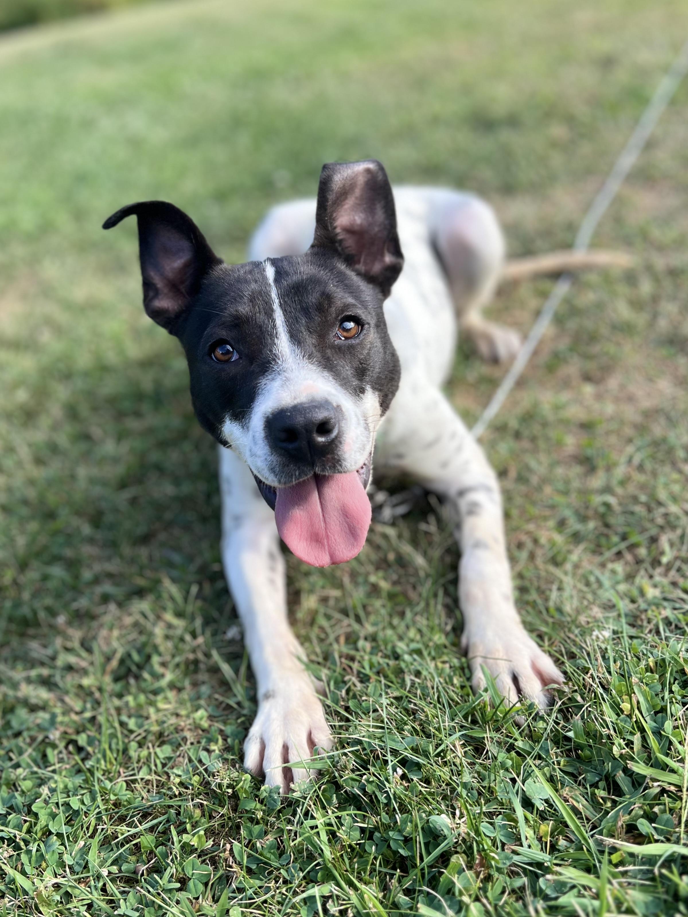 Accessories, an adoptable Feist, Australian Cattle Dog / Blue Heeler in Griswold, CT, 06351 | Photo Image 1