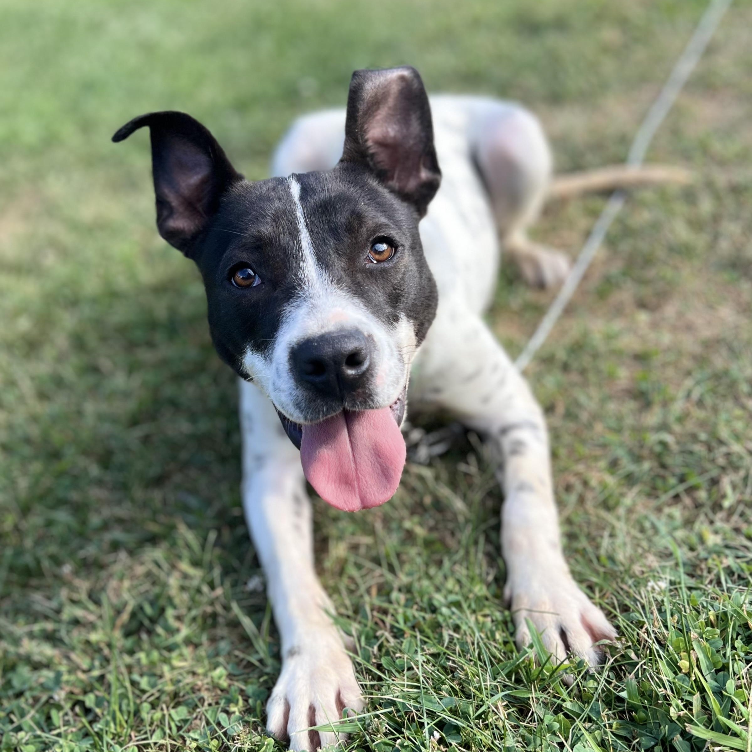 Enlarge Accessories, a Adoptable mixed breed in Griswold, CT image 2/6