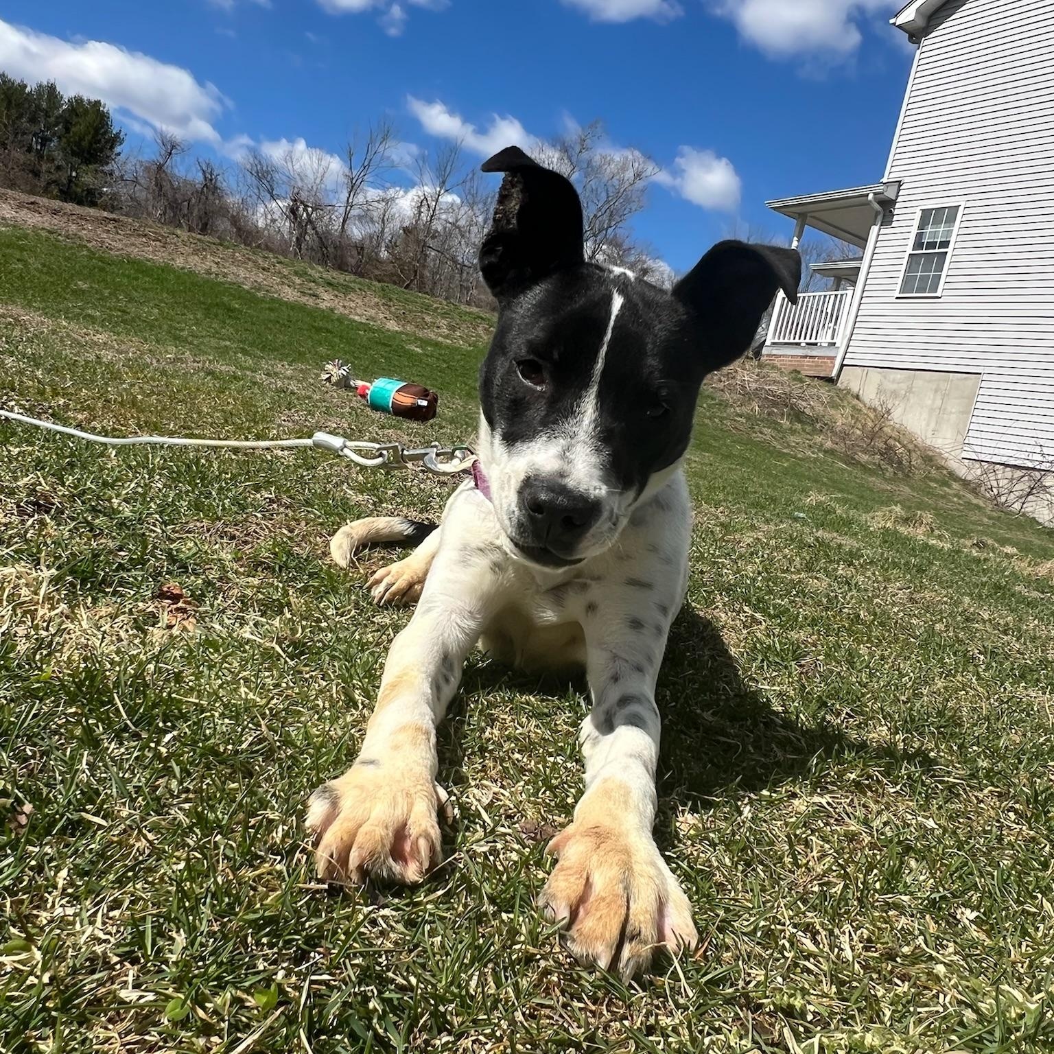 Accessories, a Adoptable mixed breed in Griswold, CT image 6/6