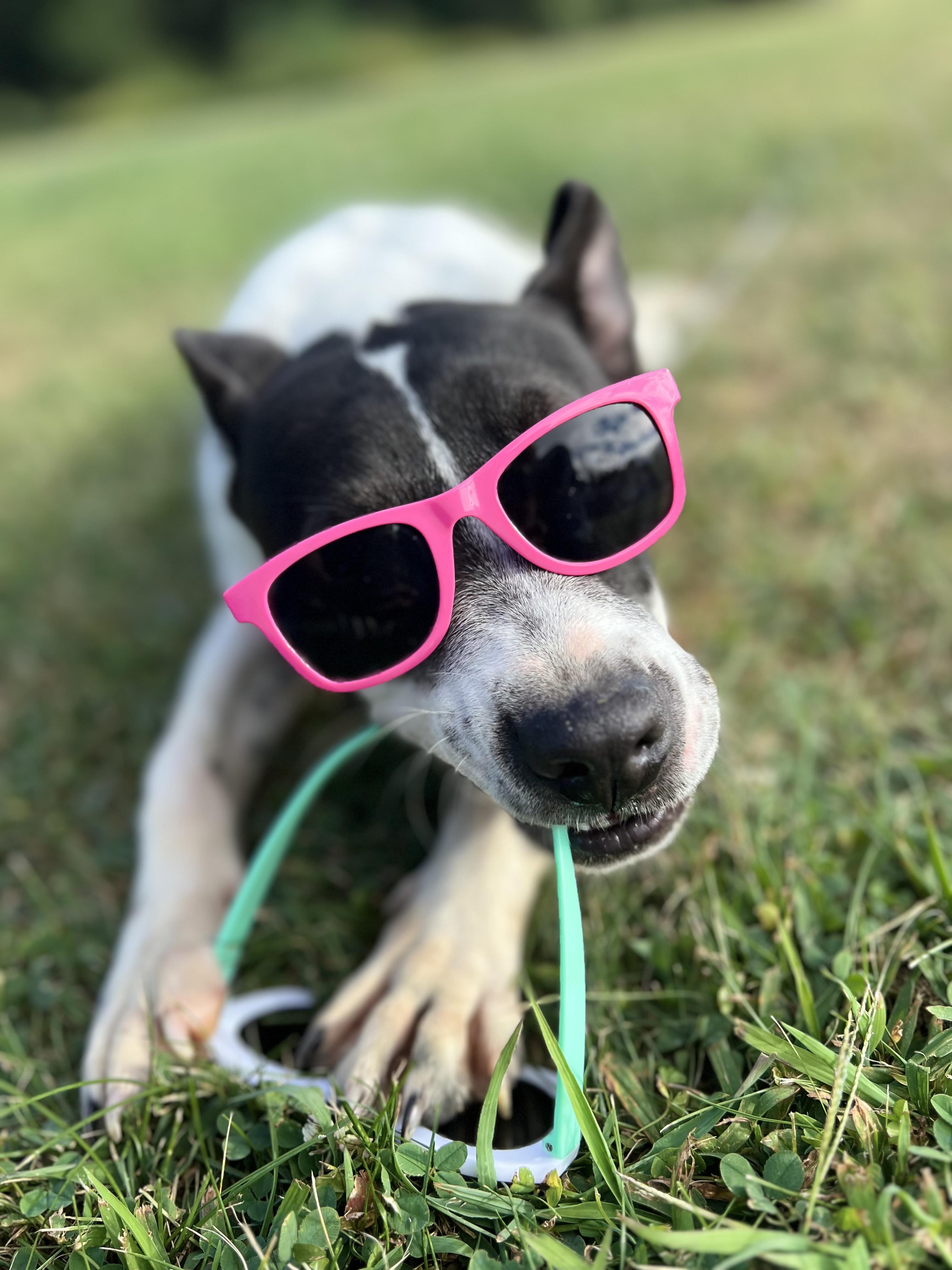 Accessories, an adoptable Feist, Australian Cattle Dog / Blue Heeler in Griswold, CT, 06351 | Photo Image 2