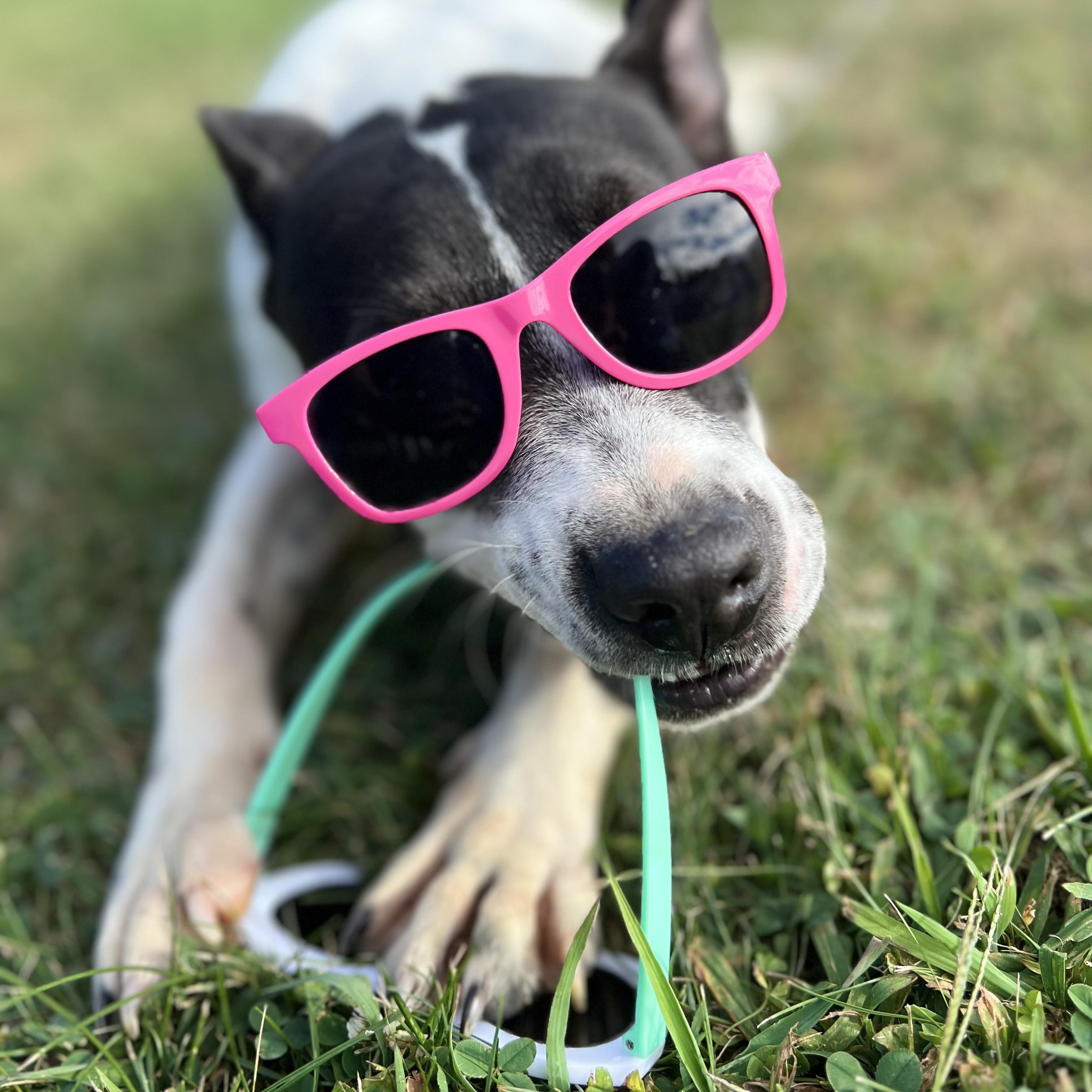 Enlarge Accessories, a Adoptable mixed breed in Griswold, CT image 3/6