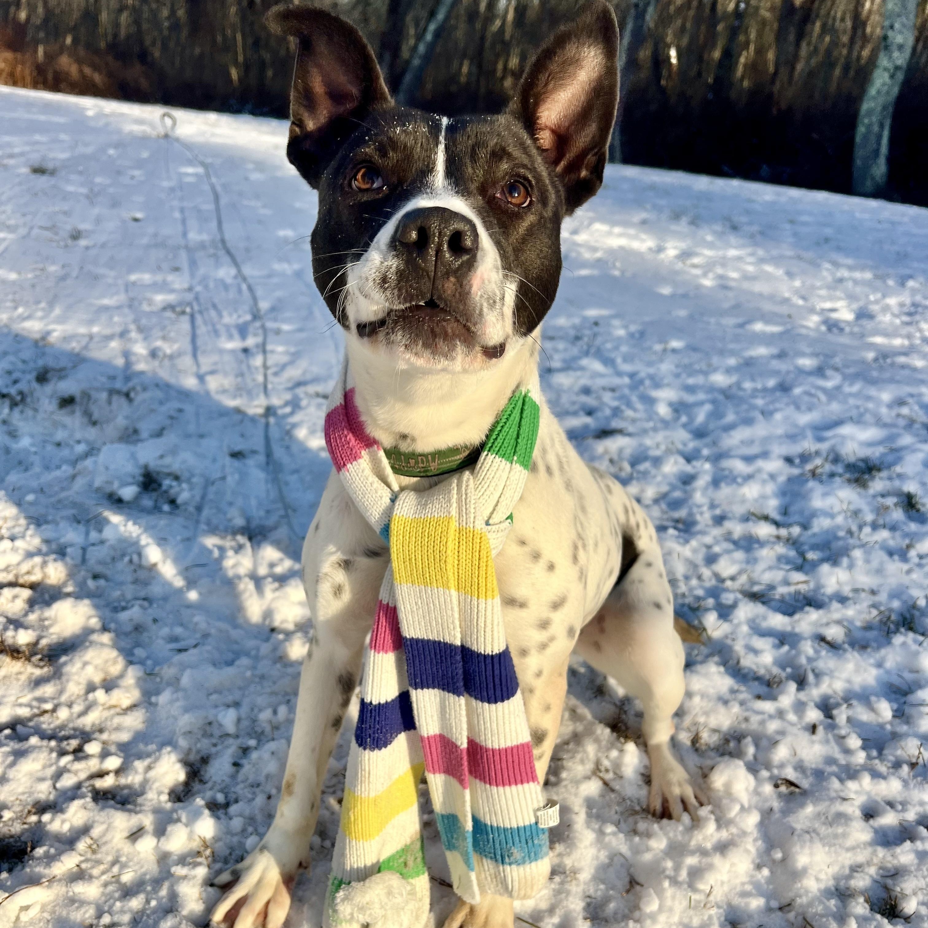Enlarge Accessories, a Adoptable mixed breed in Griswold, CT image 6/6