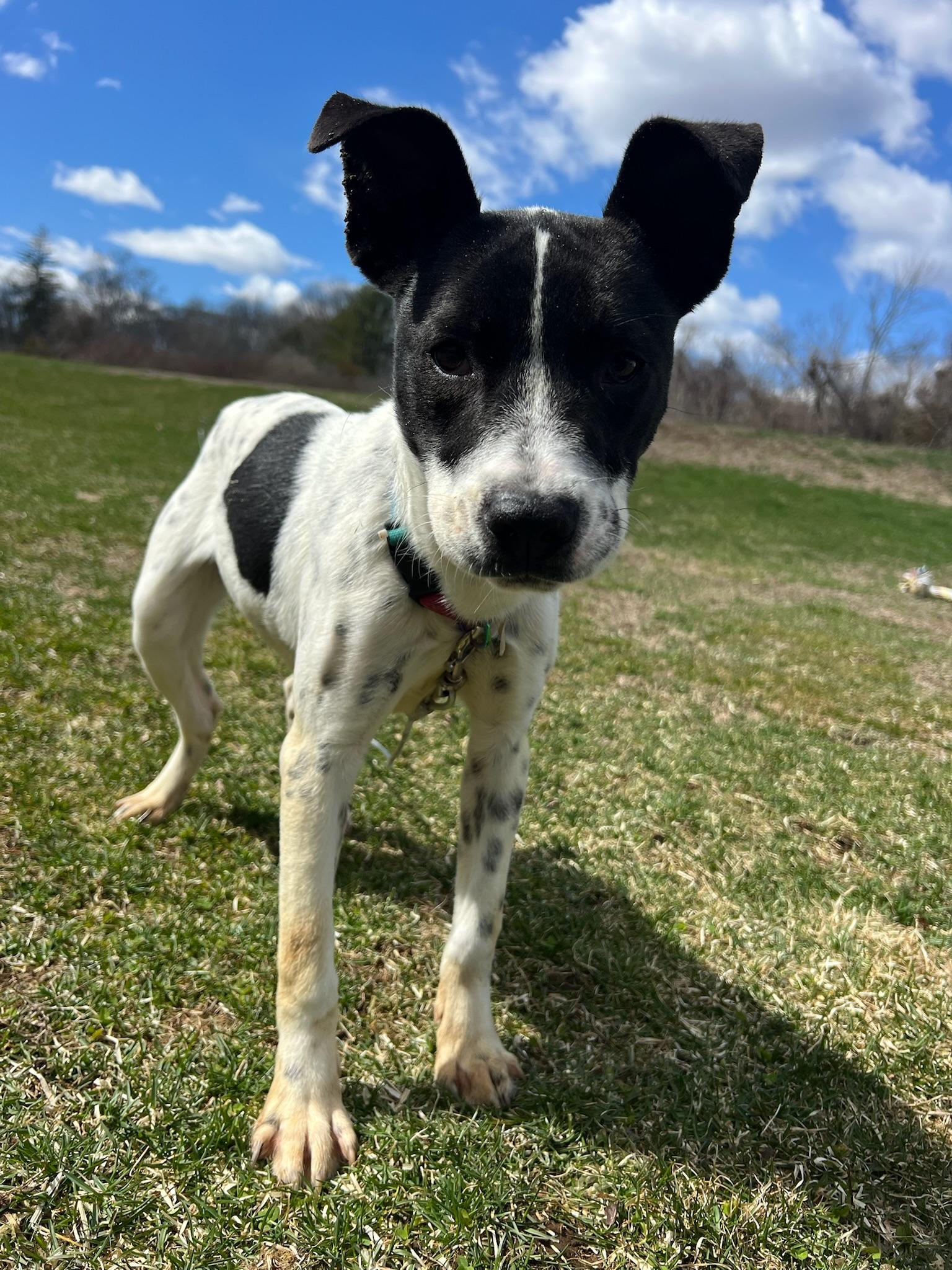 Accessories, an adoptable Feist, Australian Cattle Dog / Blue Heeler in Griswold, CT, 06351 | Photo Image 5
