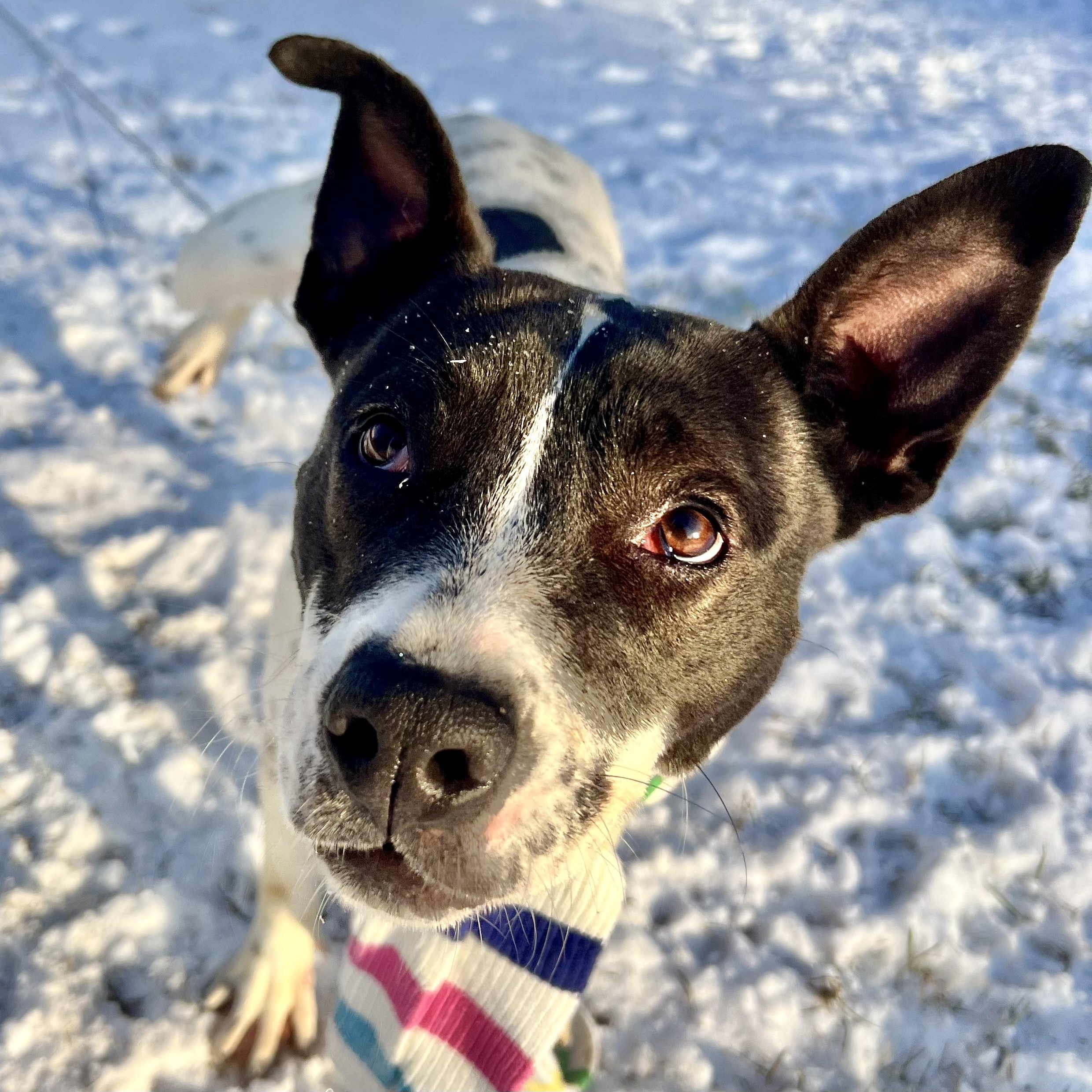 Enlarge Accessories, a Adoptable mixed breed in Griswold, CT image 5/6