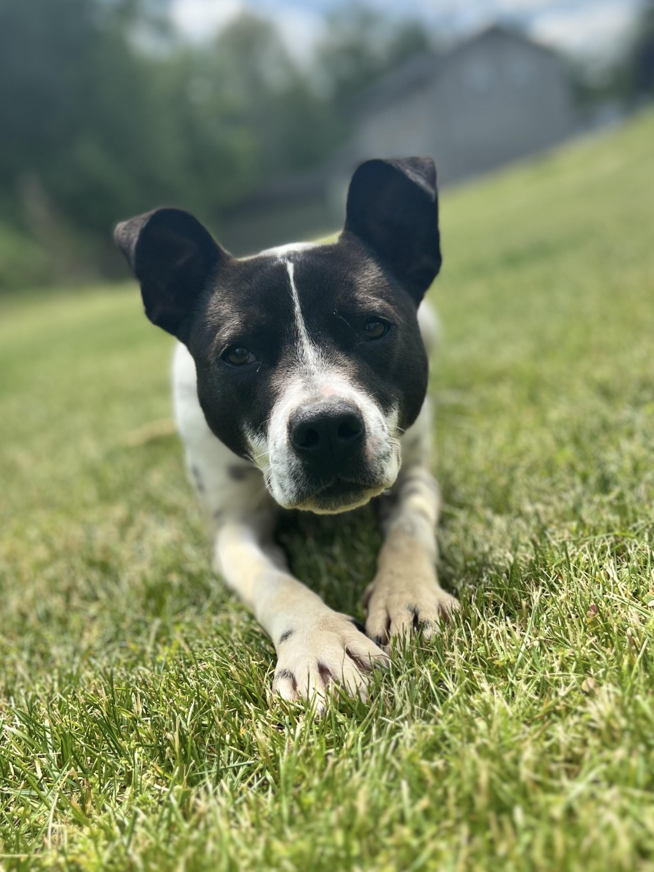 Accessories, Adoptable, Young Female Feist & Australian Cattle Dog / Blue Heeler.