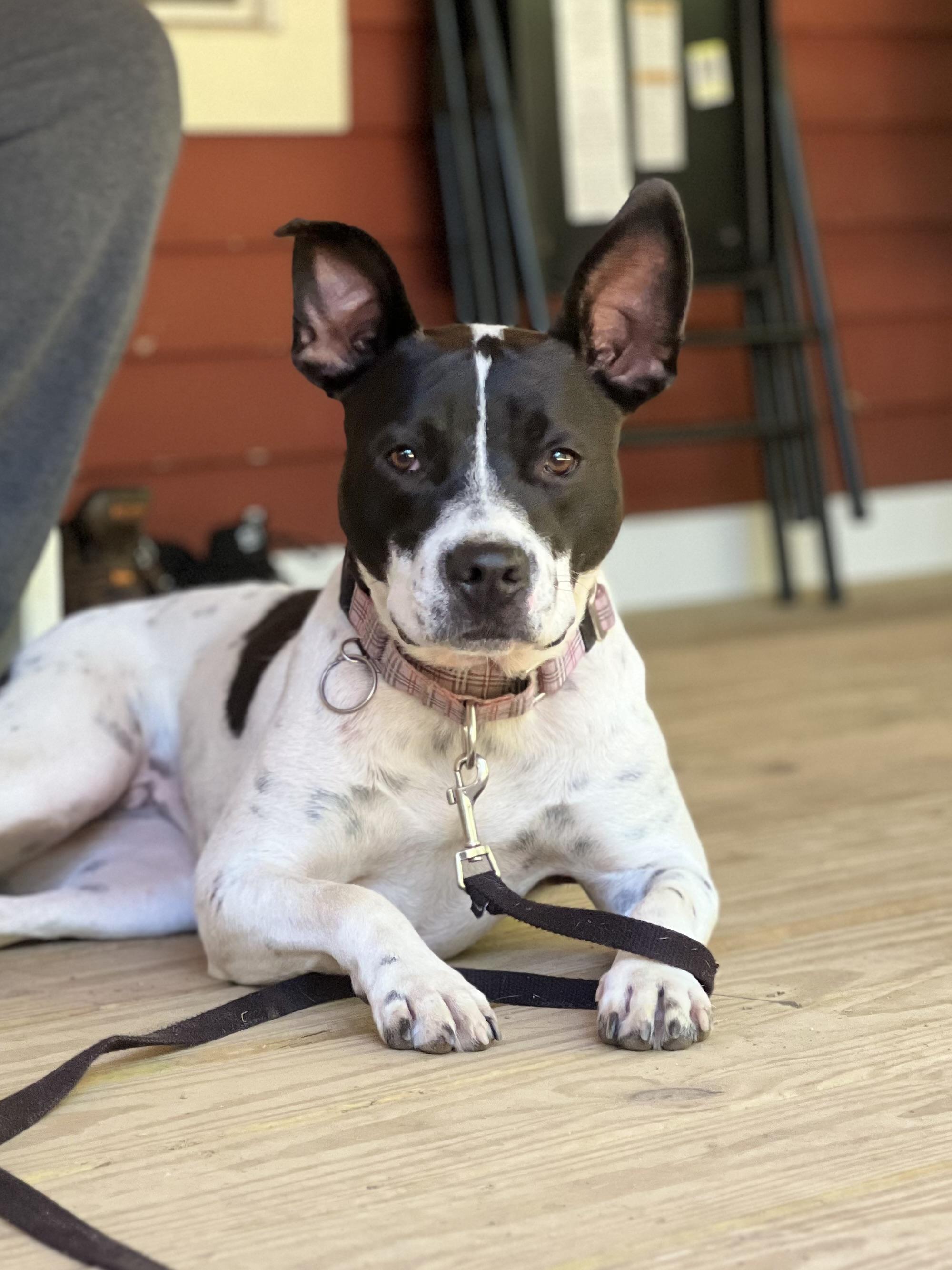 Accessories, Adoptable, Adult Female Feist & Australian Cattle Dog / Blue Heeler.