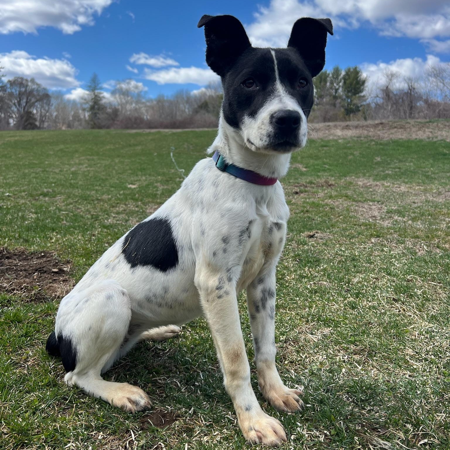 Accessories, Adoptable, Young Female Feist & Australian Cattle Dog / Blue Heeler.