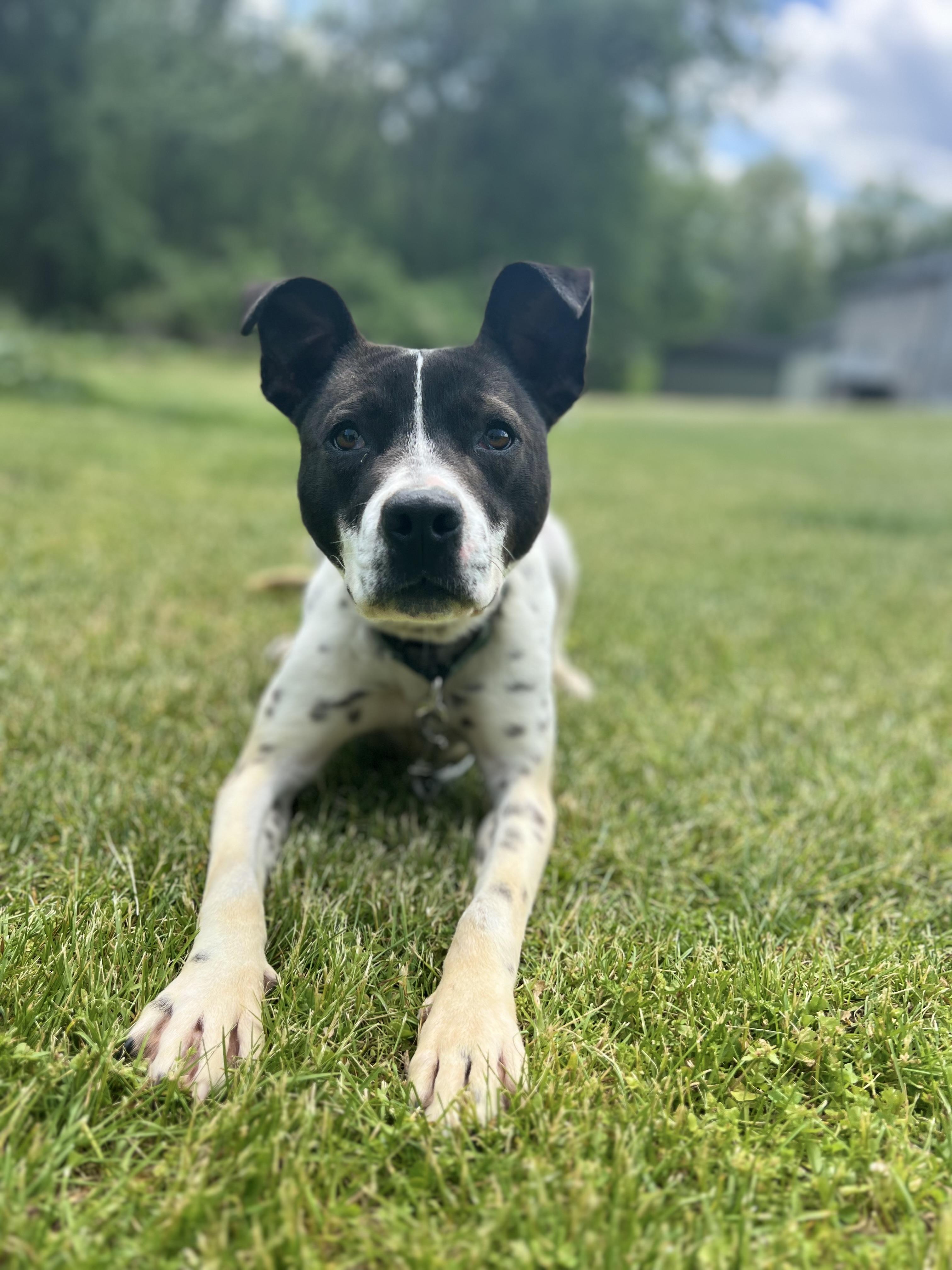 Enlarge Accessories, a Adoptable mixed breed in Griswold, CT image 5/6