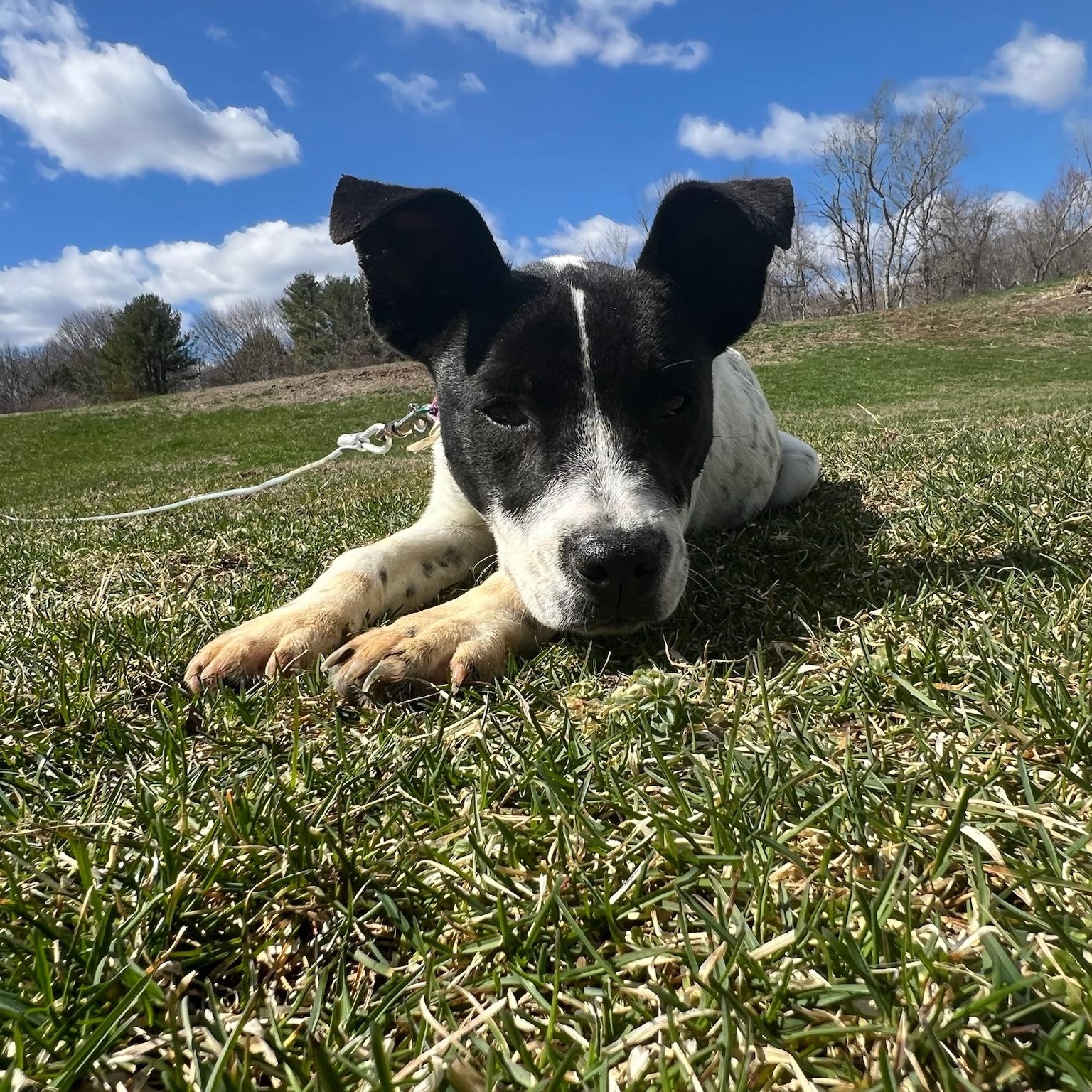 Accessories, a Adoptable mixed breed in Griswold, CT image 4/6