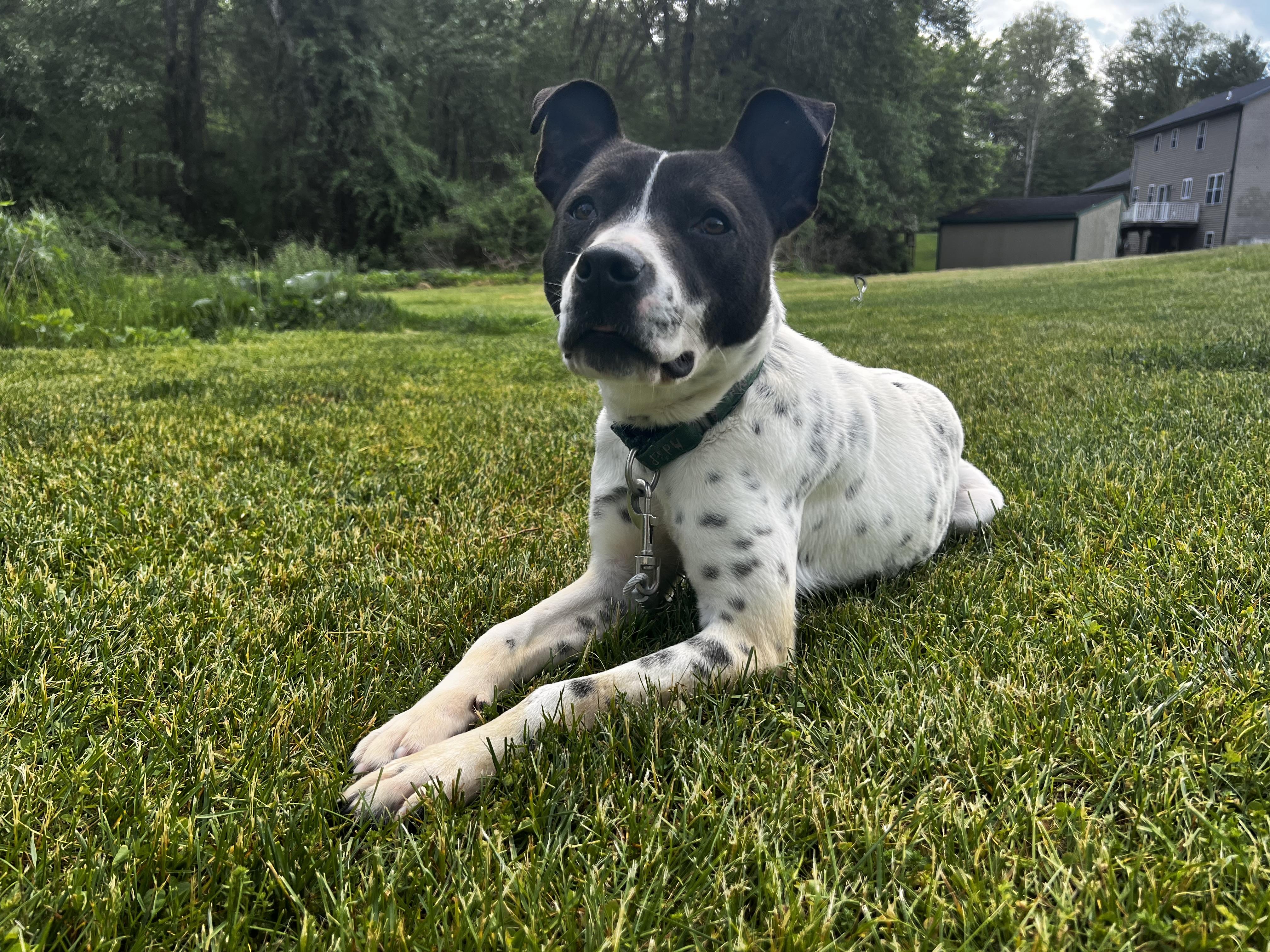 Enlarge Accessories, a Adoptable mixed breed in Griswold, CT image 6/6