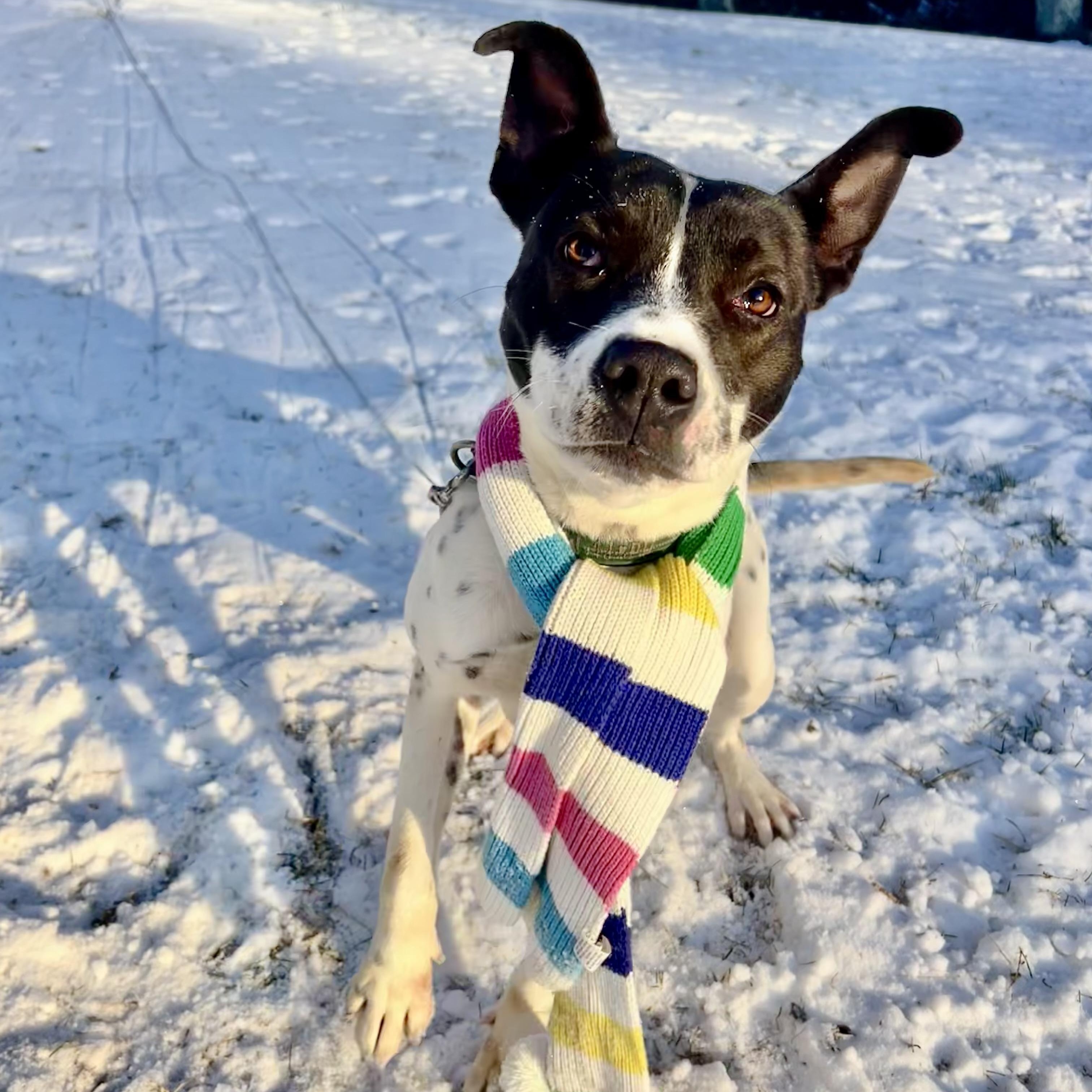 Accessories, Adoptable, Young Female Feist & Australian Cattle Dog / Blue Heeler.
