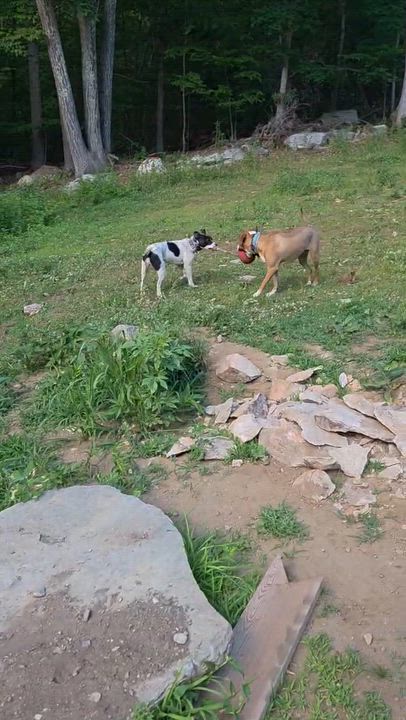 Enlarge Accessories, a Adoptable mixed breed in Griswold, CT video 4/5