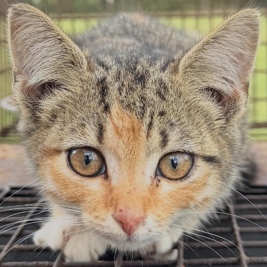 Enlarge Sally, a Adoptable Domestic Short Hair in Wilmington, NC image 1/1