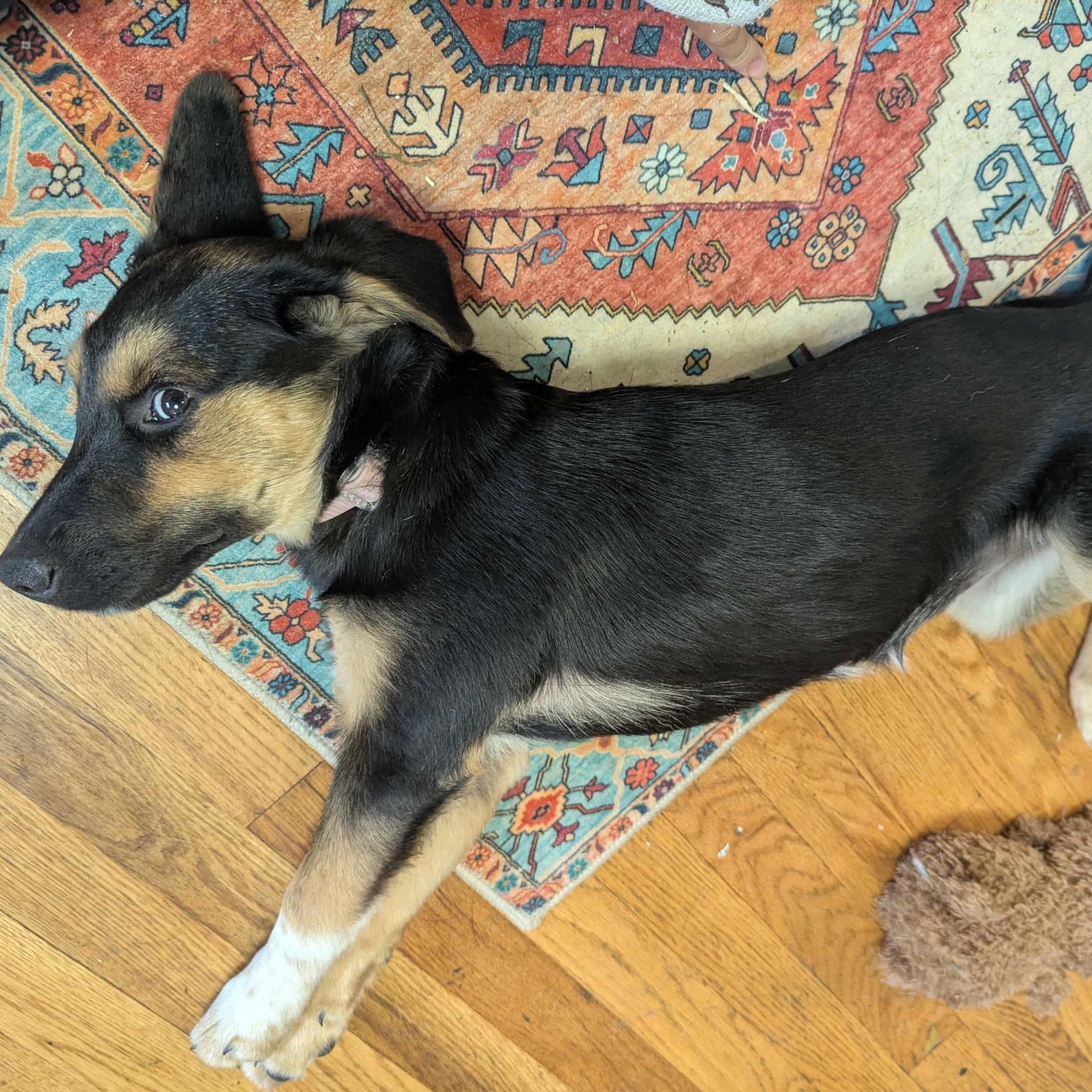 Enlarge Cheeto, an adopted mixed breed in Crystal Lake, IL image 4/6