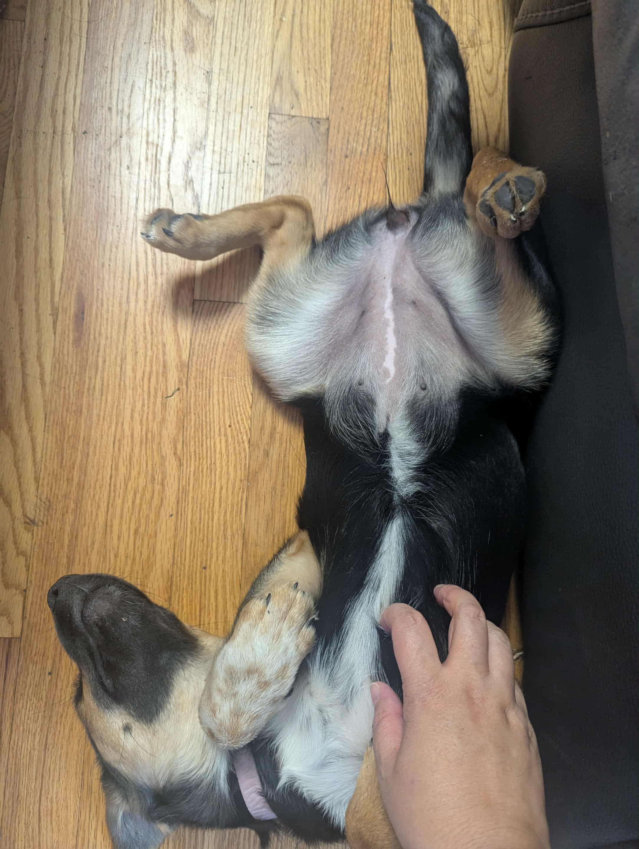 Enlarge Cheeto, an adopted mixed breed in Crystal Lake, IL image 3/6