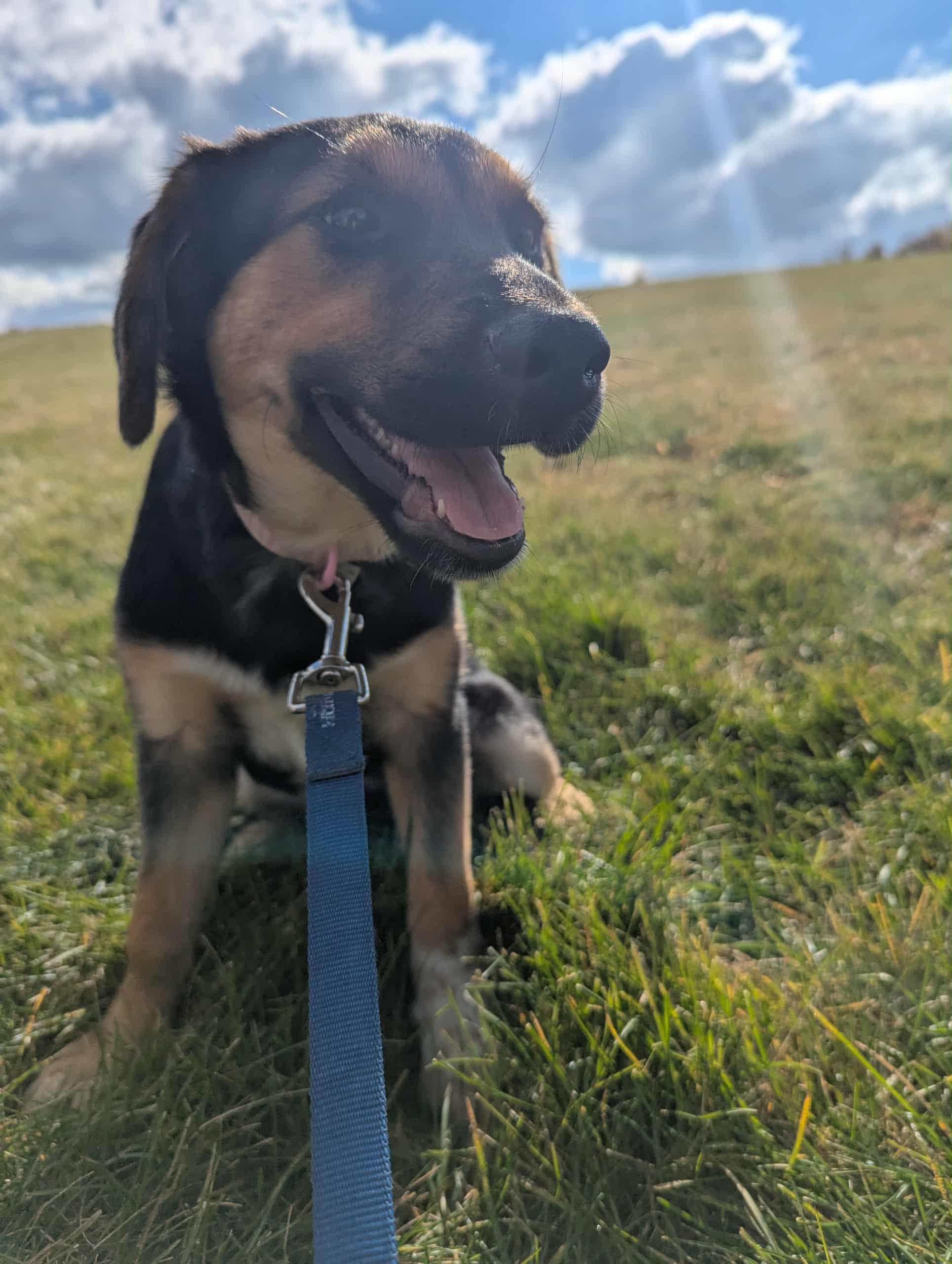 Enlarge Cheeto, an adopted mixed breed in Crystal Lake, IL image 1/6