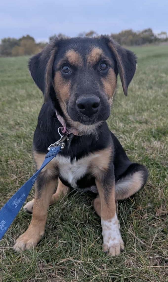 Enlarge Cheeto, an adopted mixed breed in Crystal Lake, IL image 5/6