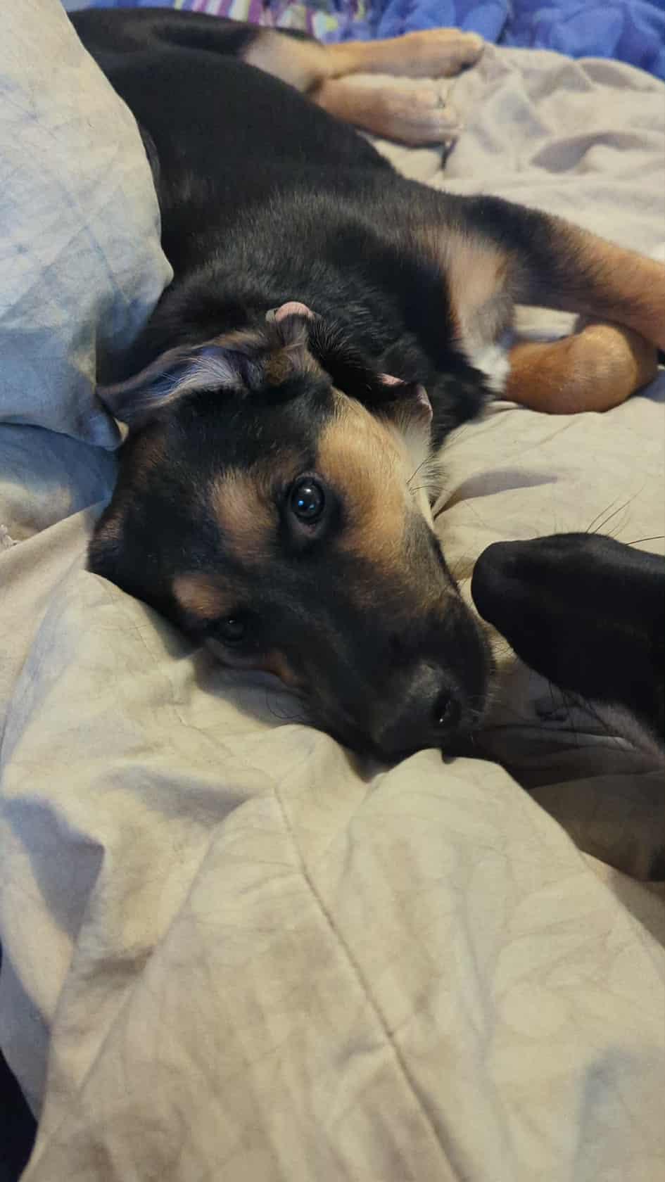 Enlarge Cheeto, an adopted mixed breed in Crystal Lake, IL image 6/6