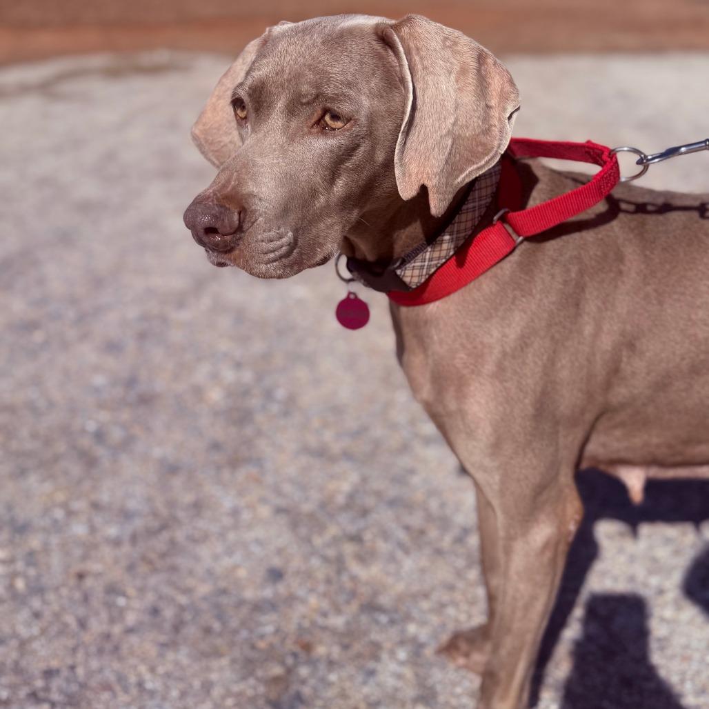 Willow, Adoptable, Senior Female Weimaraner.