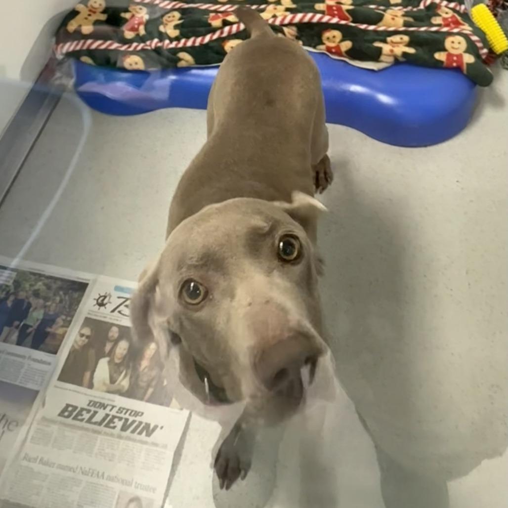 Enlarge Willow, a Adoptable Weimaraner in Greensboro, GA image 1/1