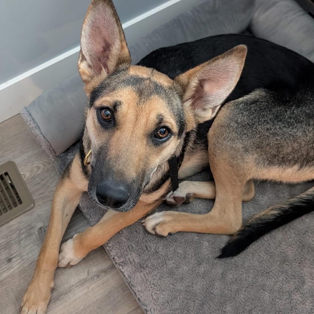 Toasty, Adoptable, Young Female Shepherd.