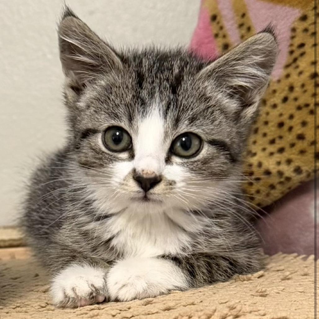 Wendy, Adoptable, Kitten Female Domestic Short Hair.