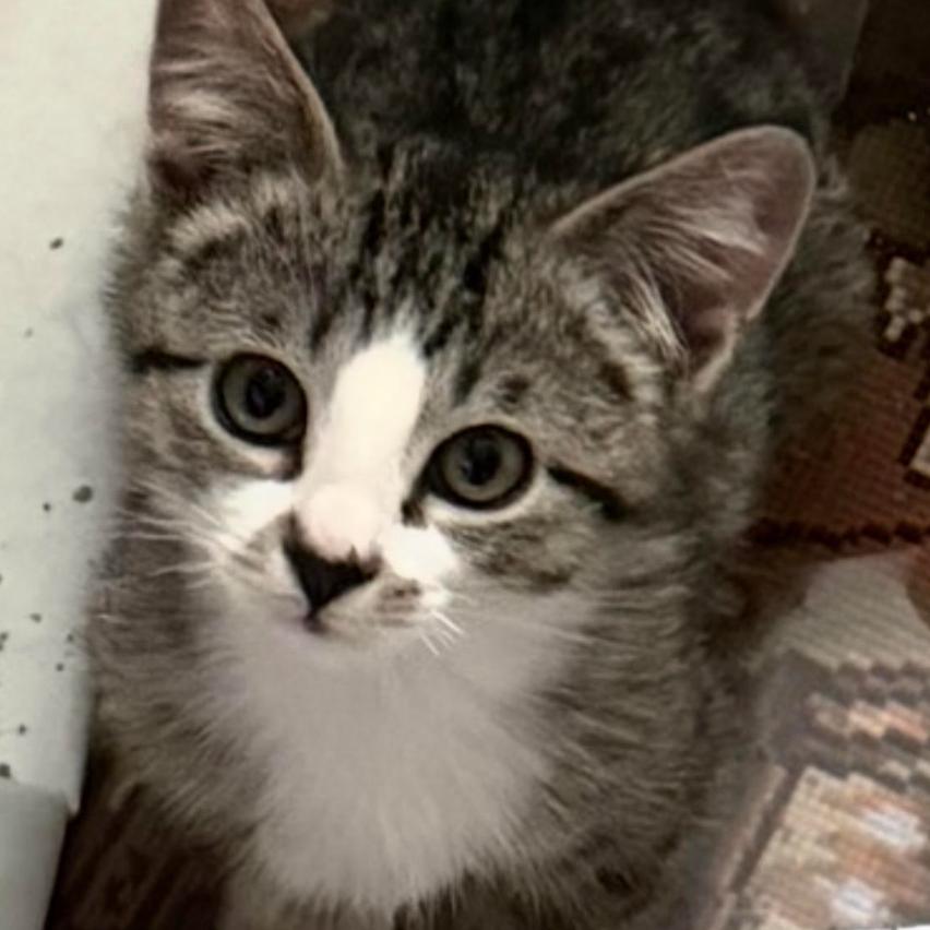 Enlarge Wendy, a Adoptable Domestic Short Hair in Coralville, IA image 2/2