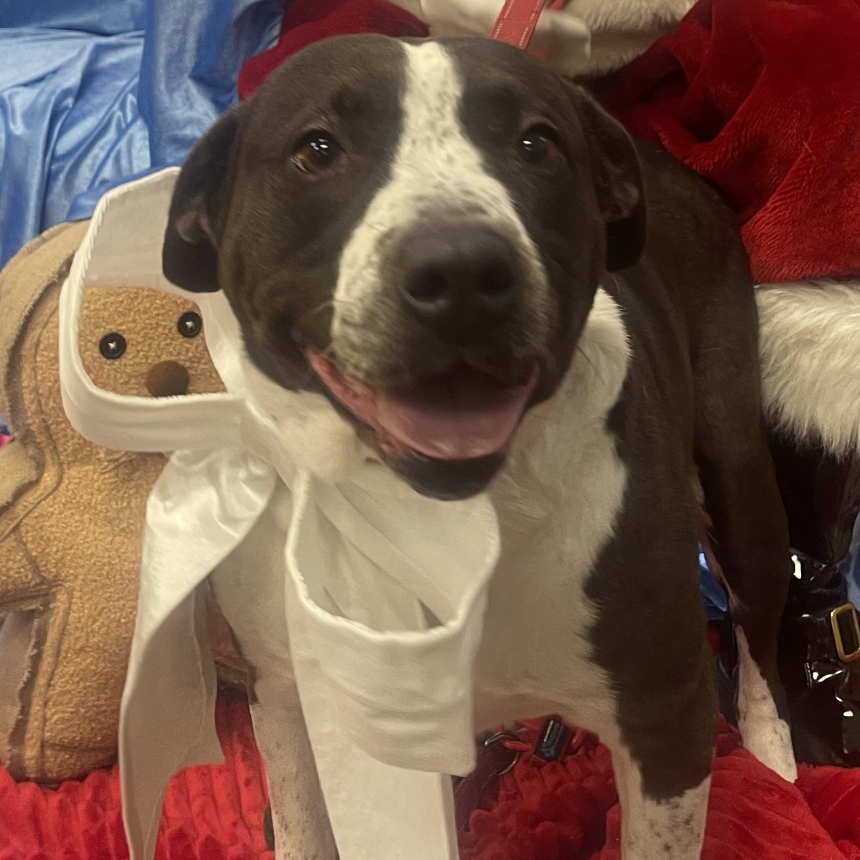 Mia , ADOPTABLE, Adult Female Pit Bull Terrier & Border Collie.