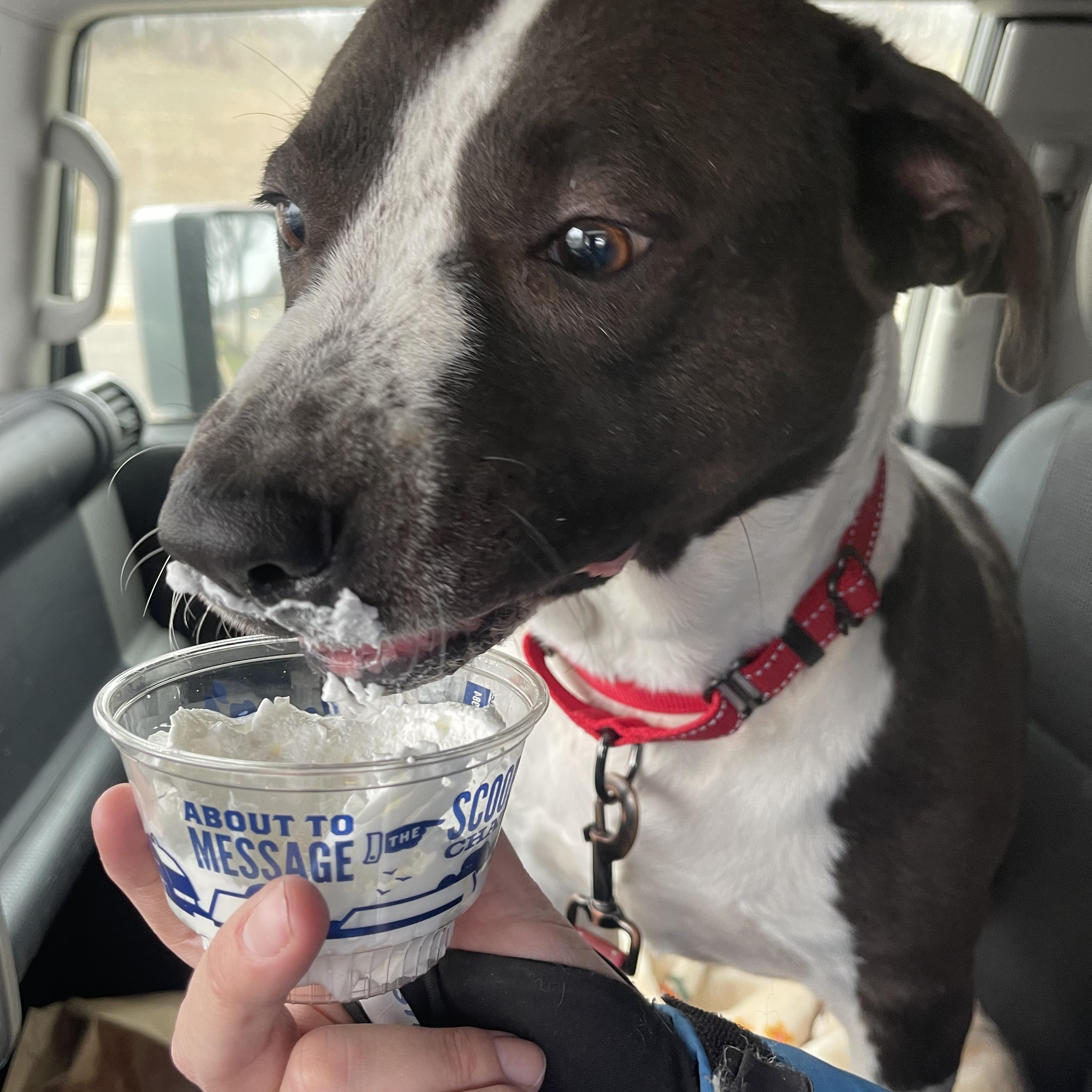 Mia , a ADOPTABLE mixed breed in Eureka, MO image 2/2