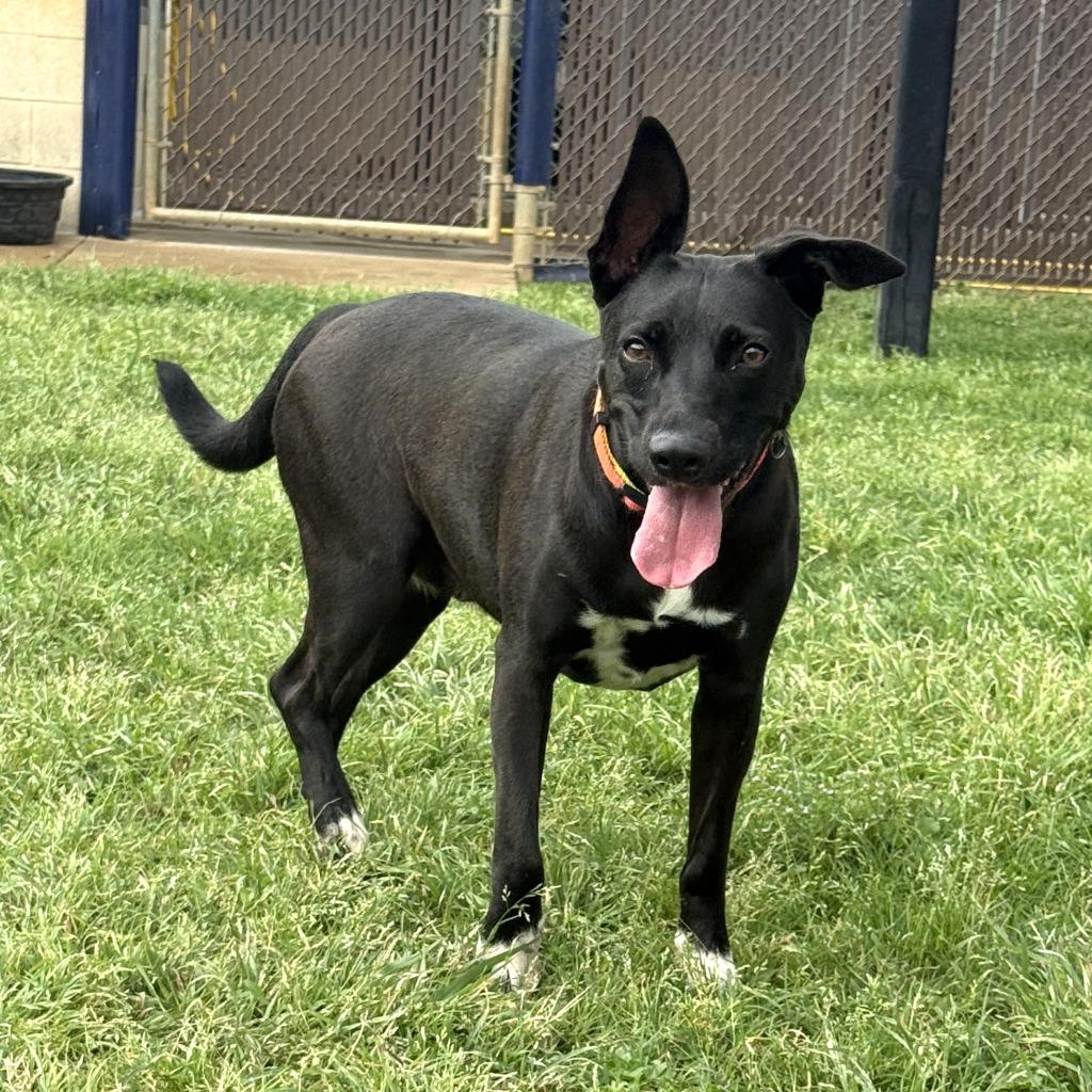 Enlarge Millie, a Adoptable Labrador Retriever in Brenham, TX image 2/6