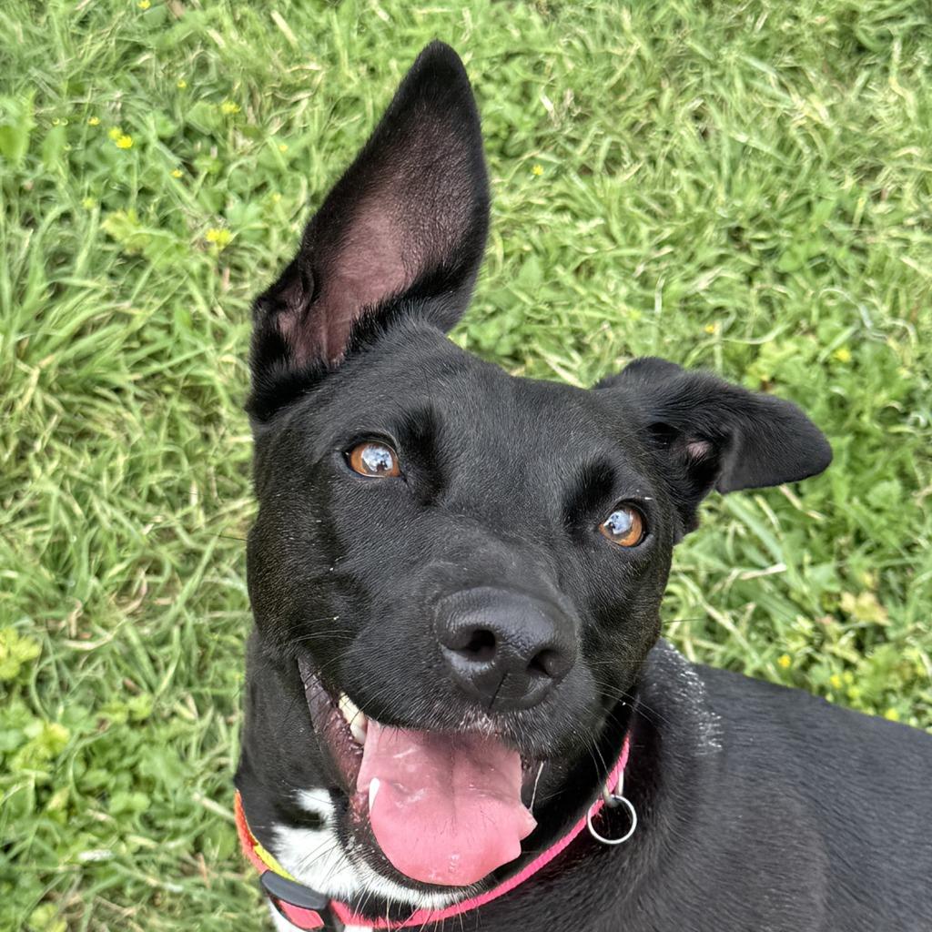 Millie, Adoptable, Adult Female Labrador Retriever.