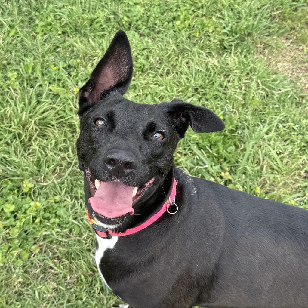Enlarge Millie, a Adoptable Labrador Retriever in Brenham, TX image 3/6