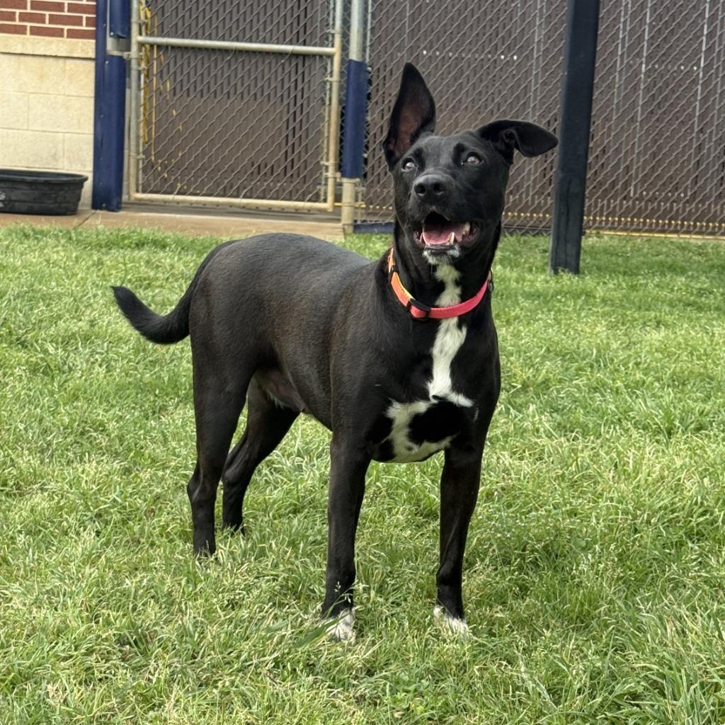 Enlarge Millie, a Adoptable Labrador Retriever in Brenham, TX image 4/6