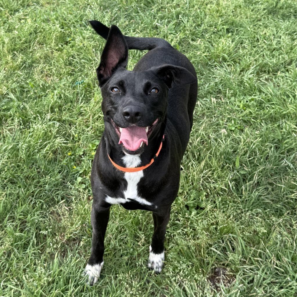 Enlarge Millie, a Adoptable Labrador Retriever in Brenham, TX image 5/6