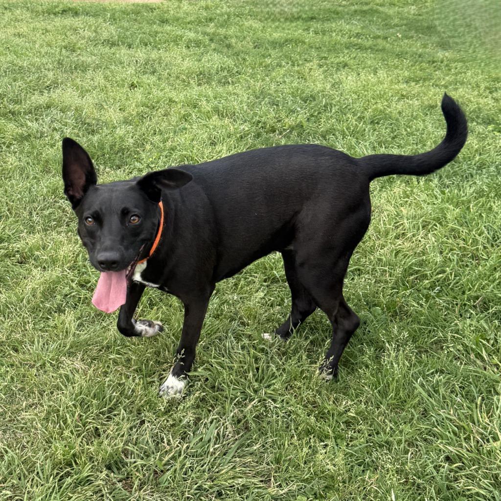 Enlarge Millie, a Adoptable Labrador Retriever in Brenham, TX image 6/6