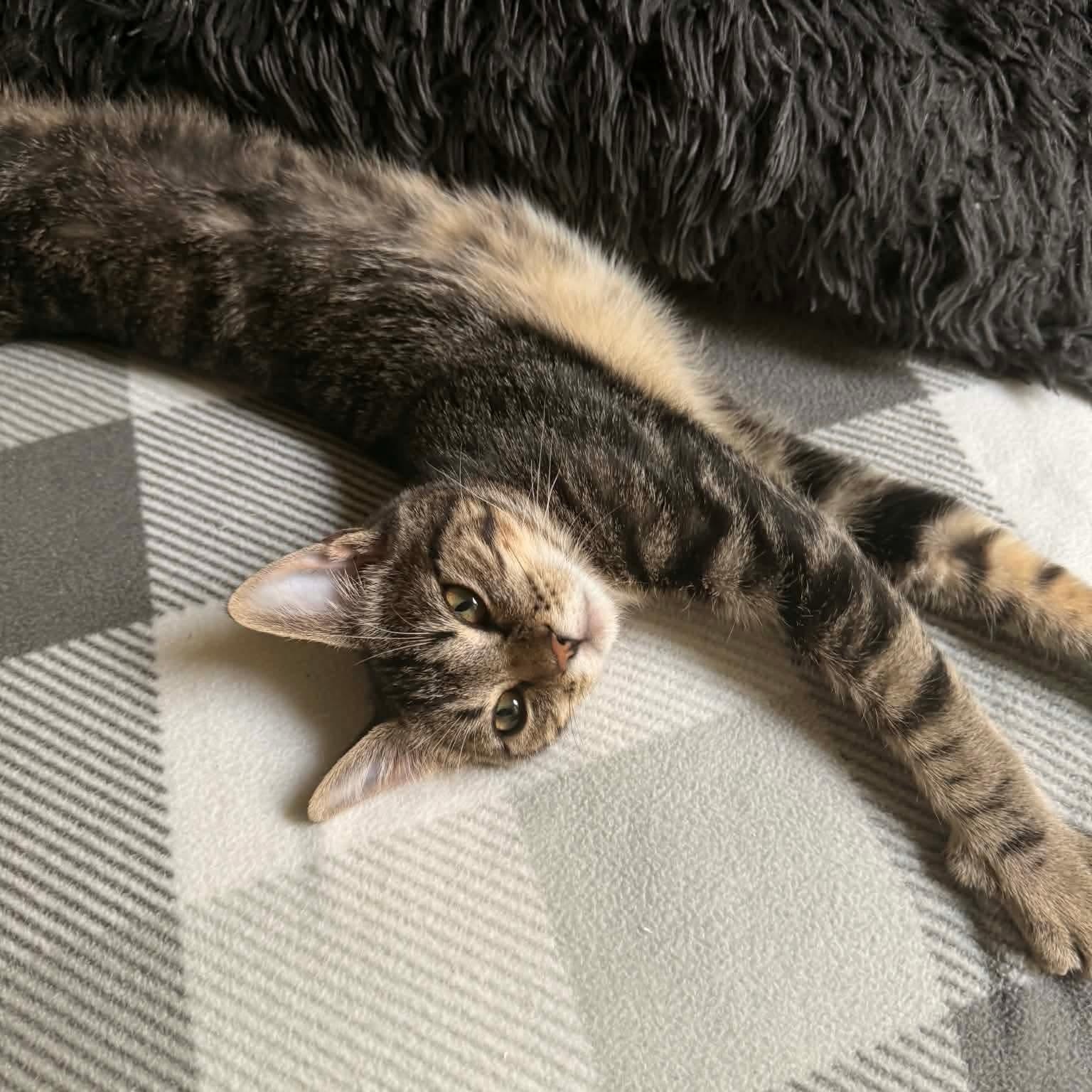 Enlarge Thea, a ADOPTABLE Domestic Short Hair in Gladstone, OR image 1/3