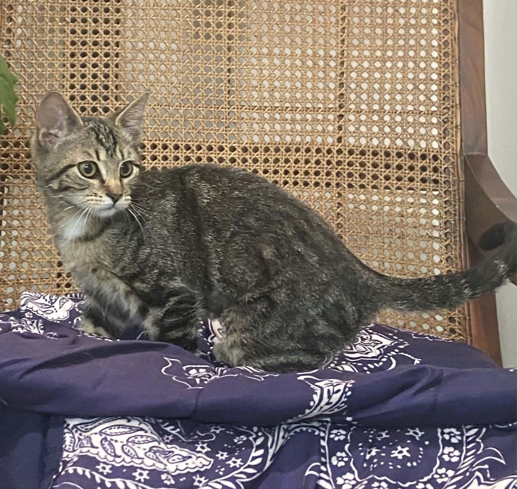 Enlarge Thea, a ADOPTABLE Domestic Short Hair in Gladstone, OR image 2/3