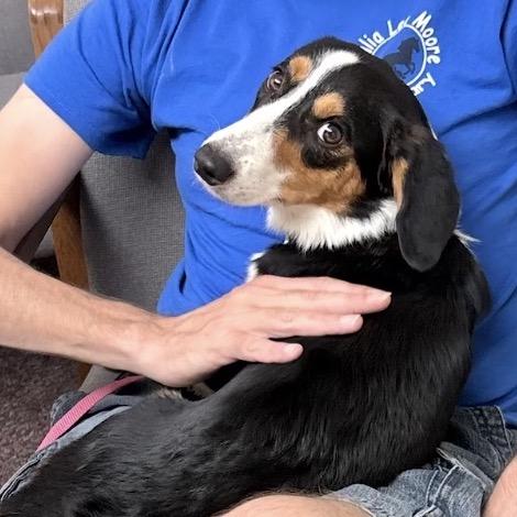 Dolly Dolly, Adoptable, Young Female Beagle & Cardigan Welsh Corgi.
