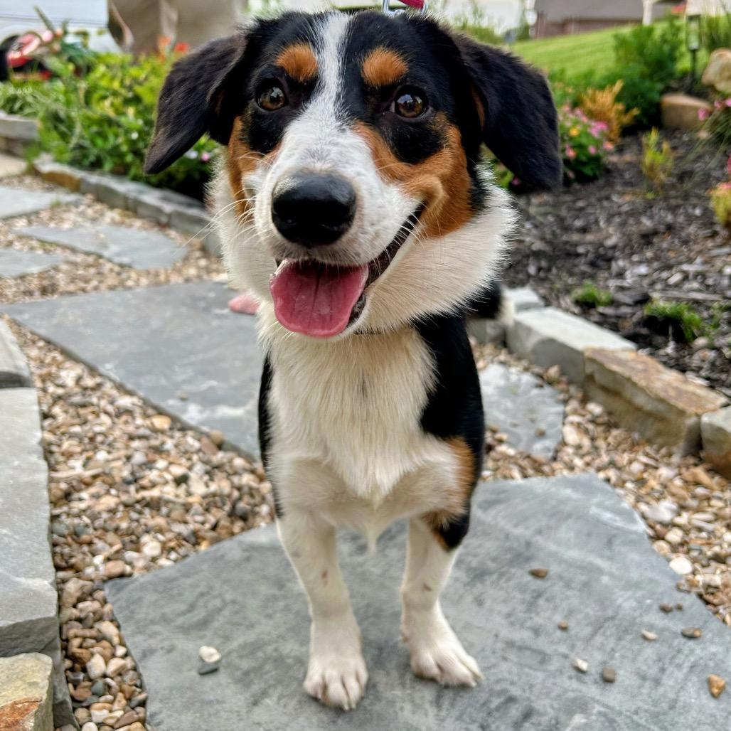 Enlarge Dolly Dolly, a Adoptable mixed breed in Little Rock, AR image 3/3