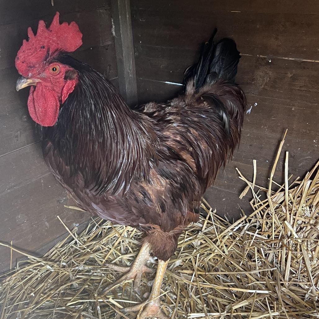 Charlie Chicken, Adoptable, Adult Male Chicken.