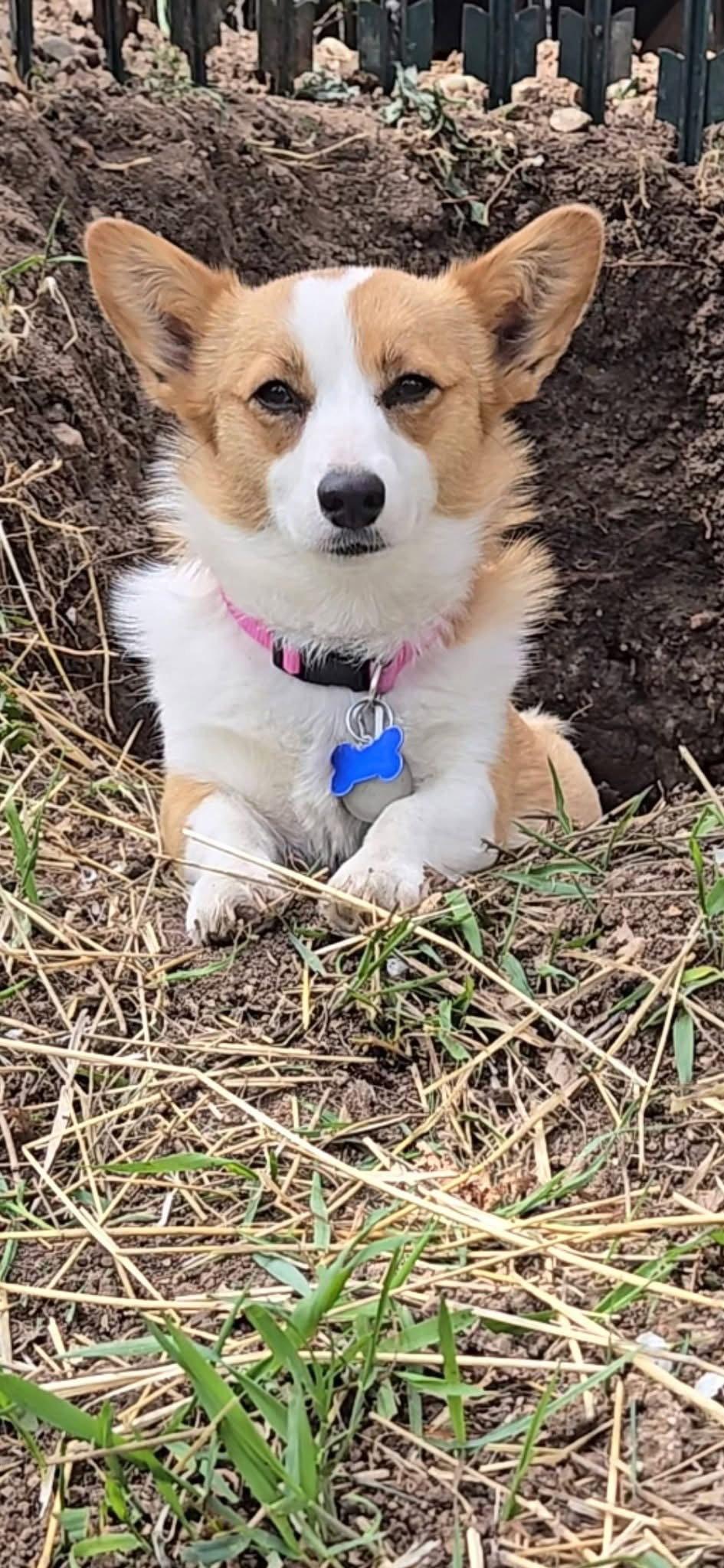 Layla, Adoptable, Young Female Corgi.