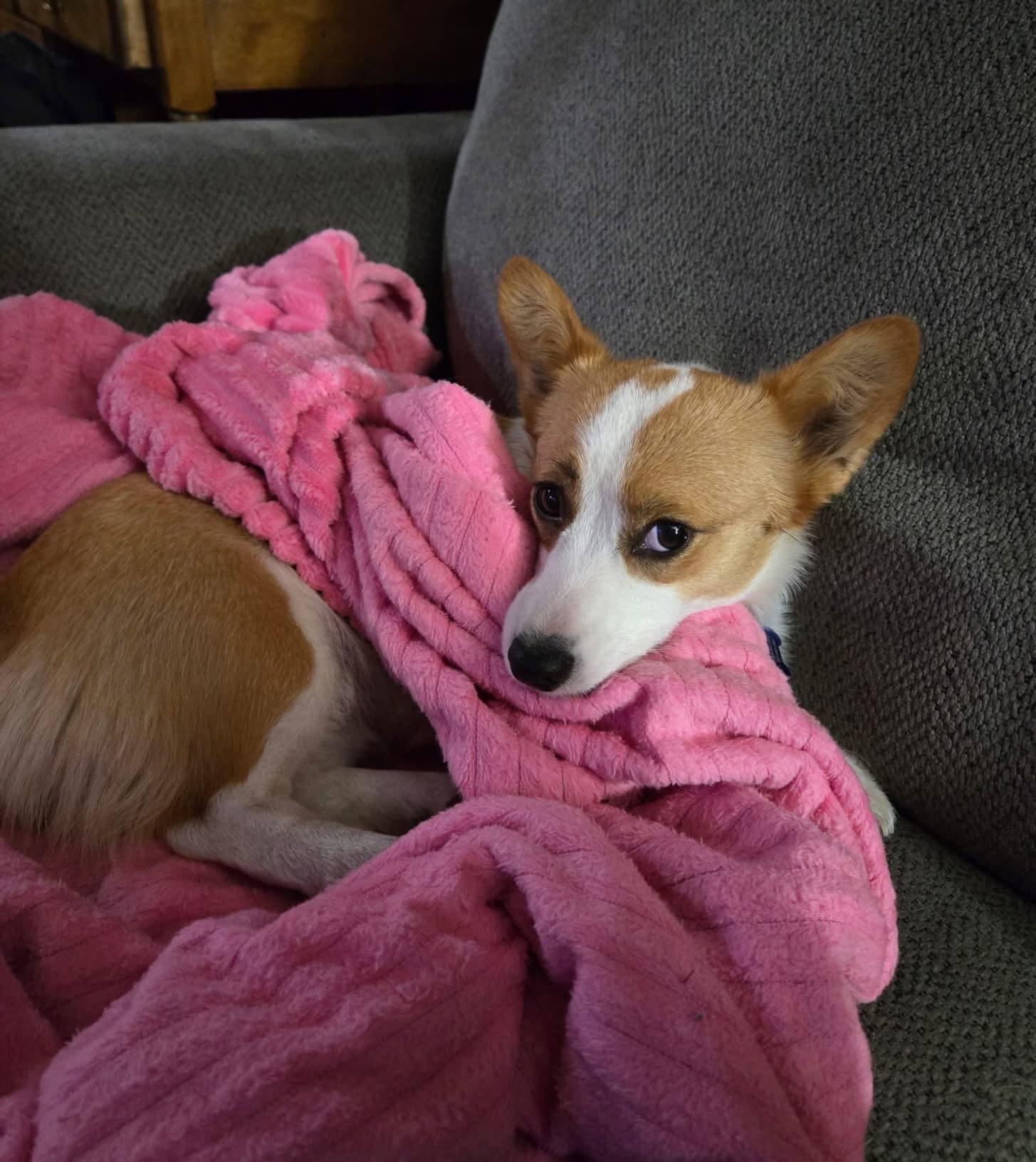 Enlarge Layla, a Adoptable Corgi in Denver, CO image 2/3