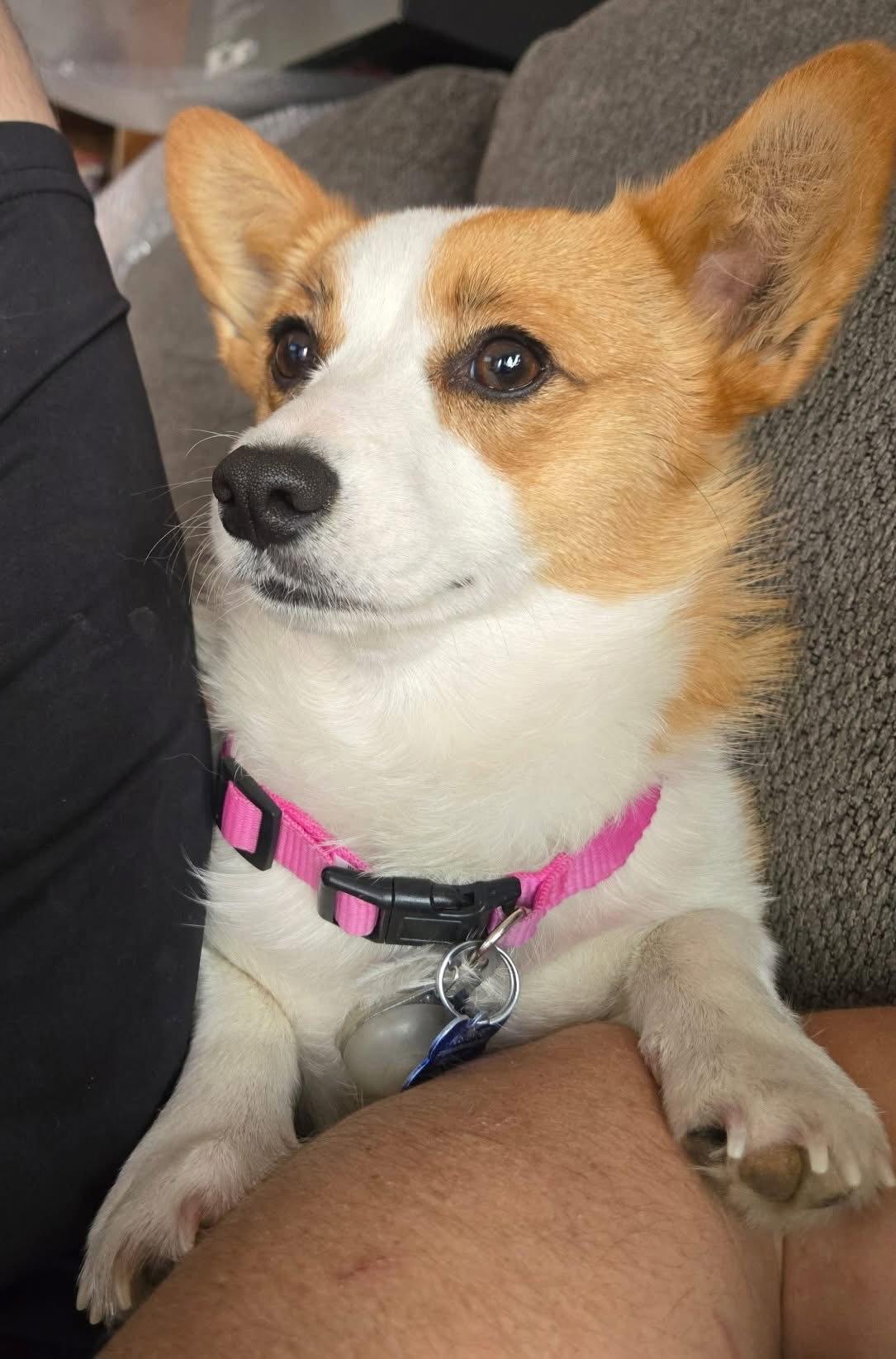 Enlarge Layla, a Adoptable Corgi in Denver, CO image 3/3